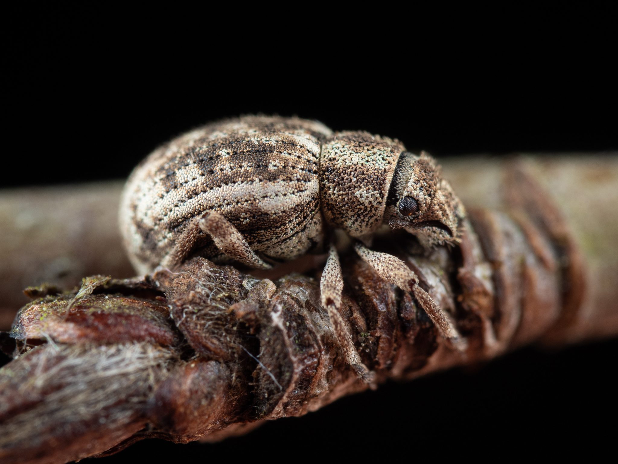 Strophosoma capitatum