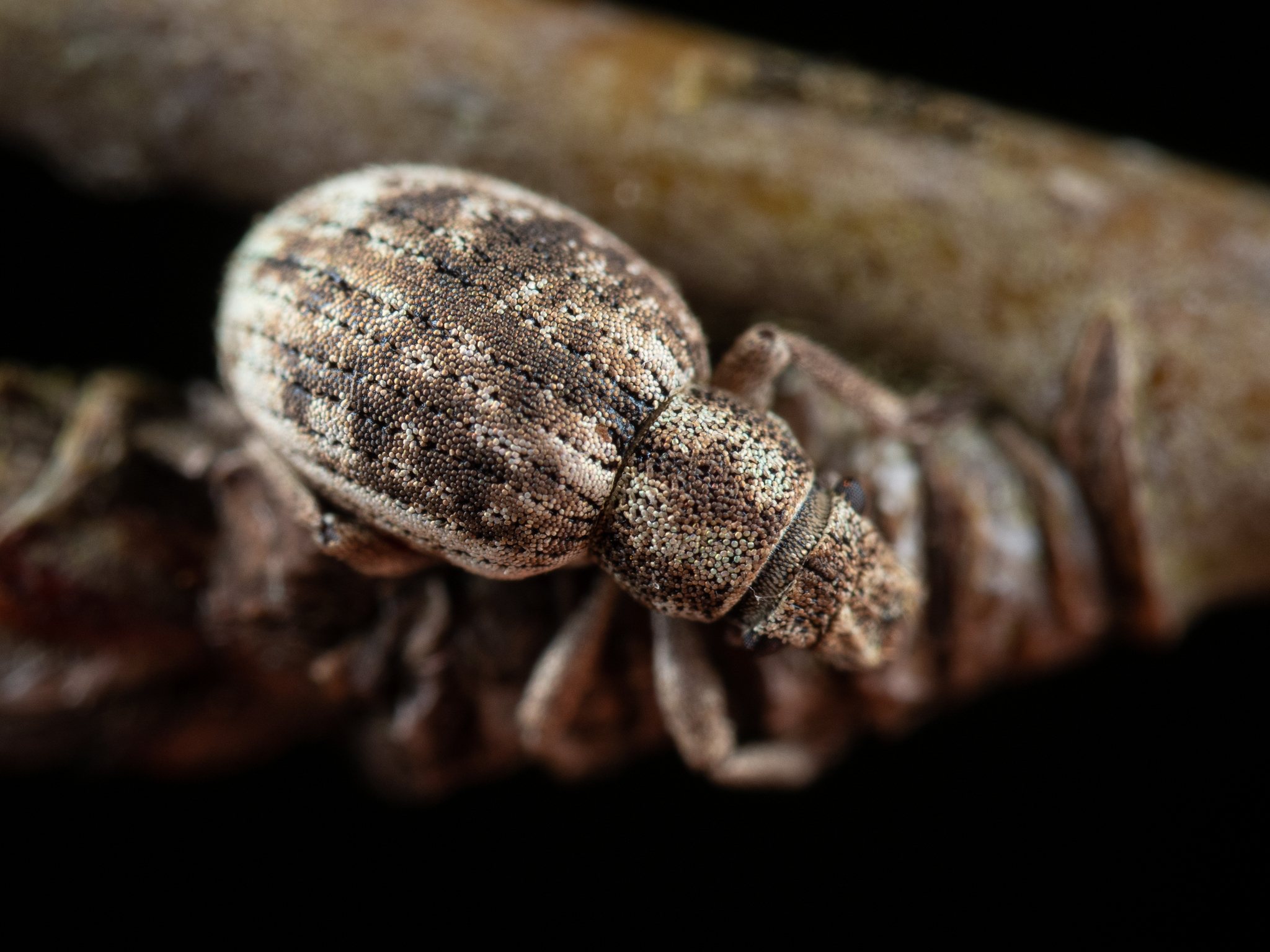 Strophosoma capitatum