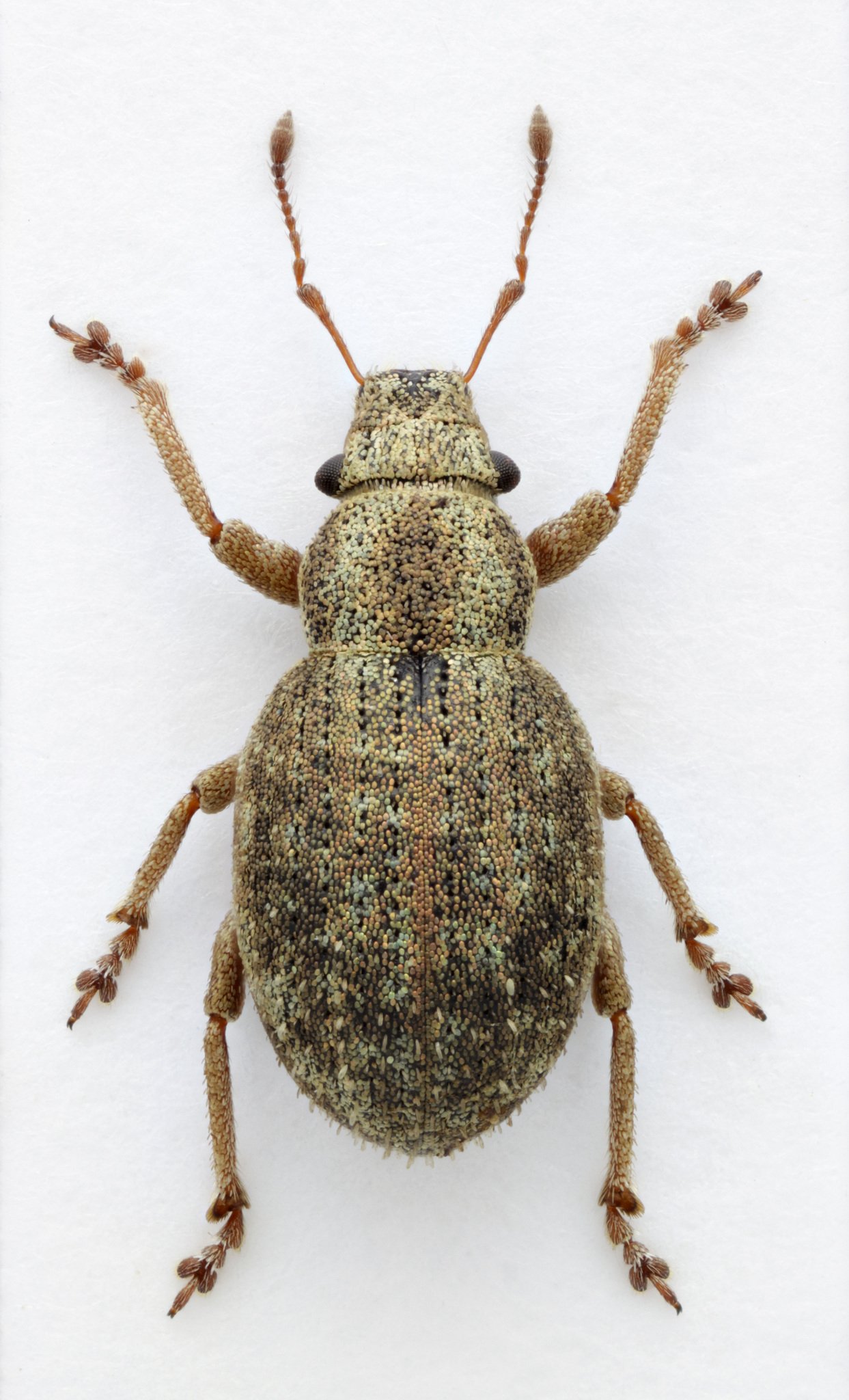 Strophosoma capitatum