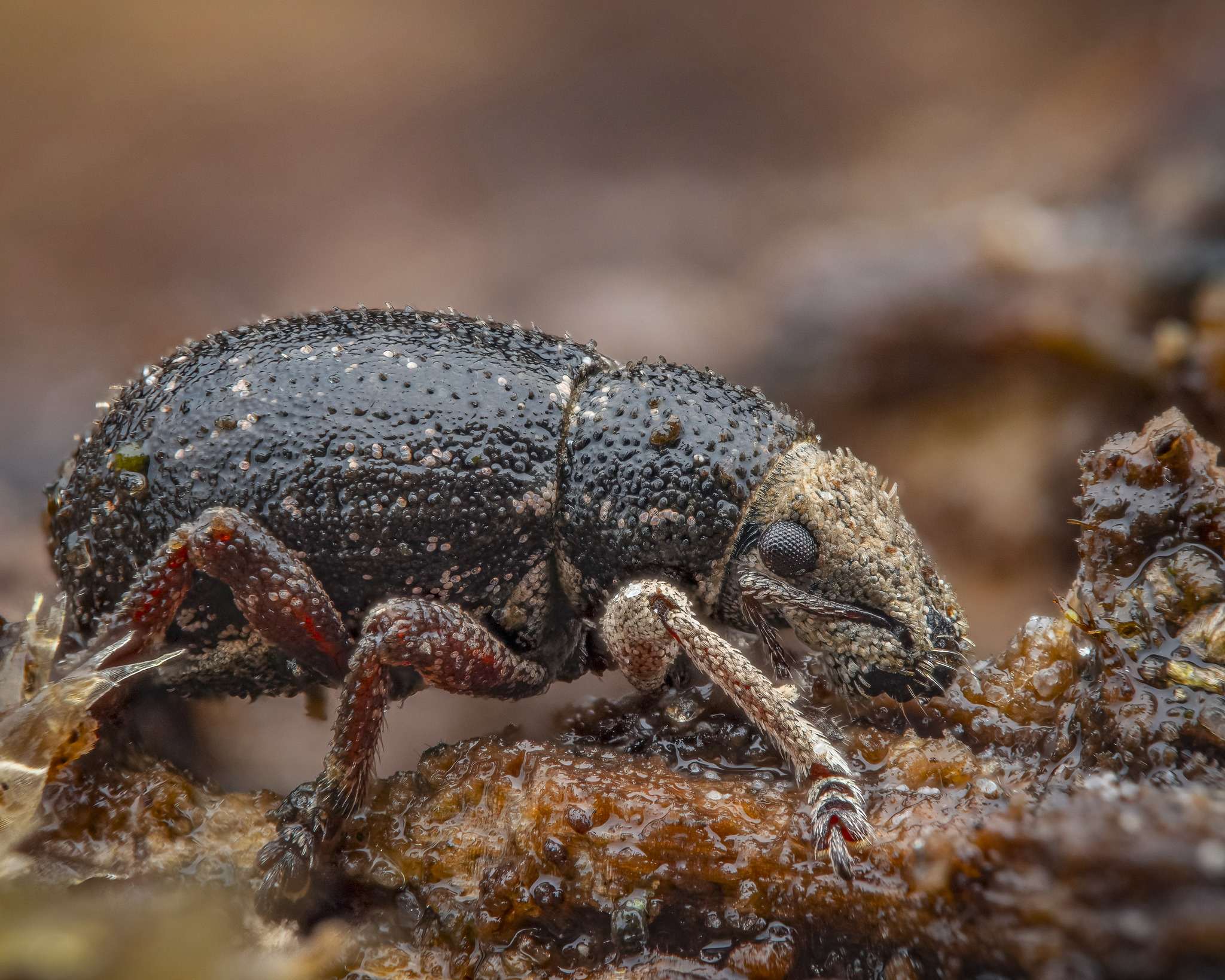 Strophosoma capitatum