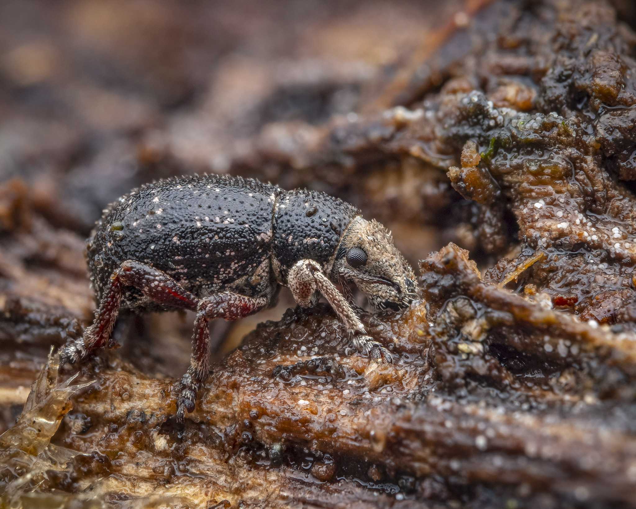 Strophosoma capitatum