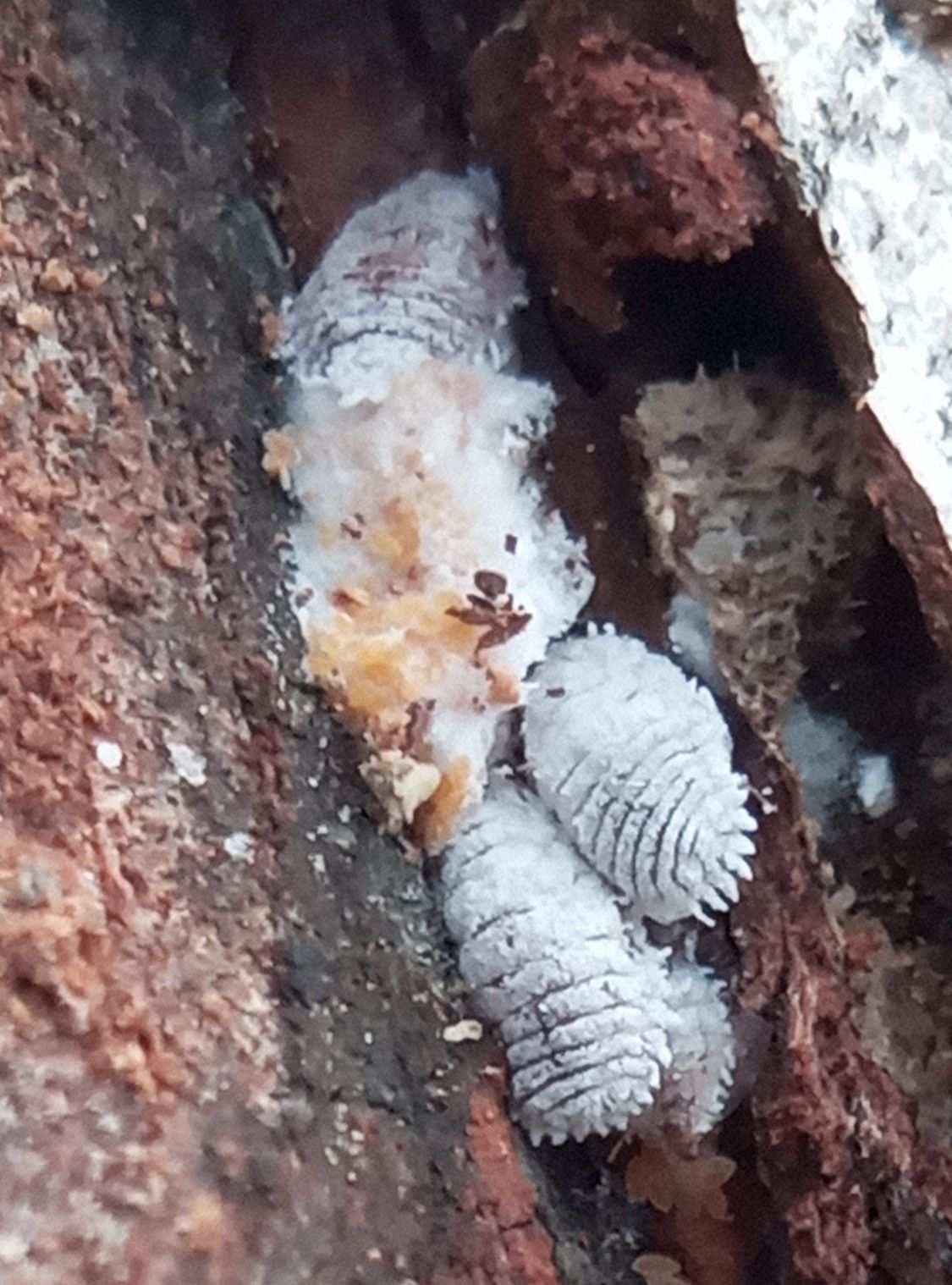 Nipaecoccus viridis