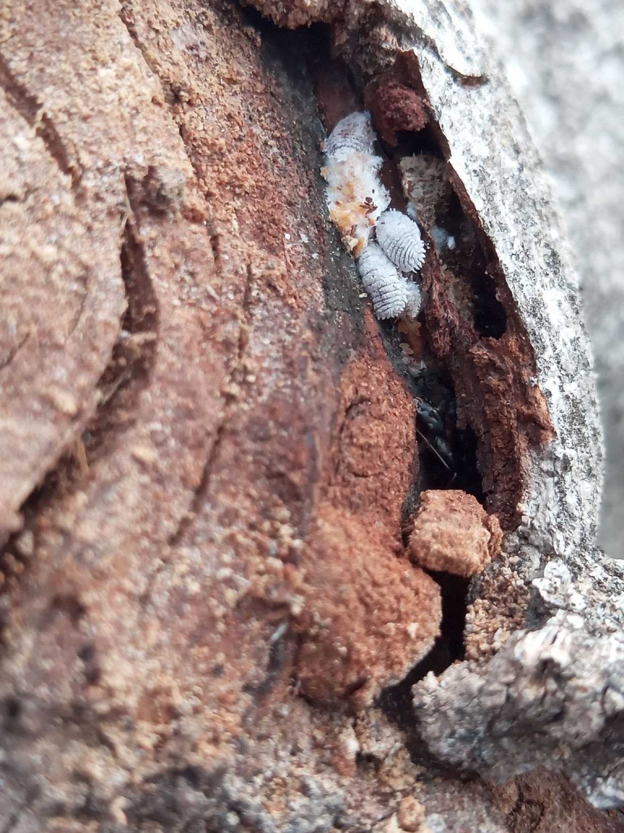 Nipaecoccus viridis