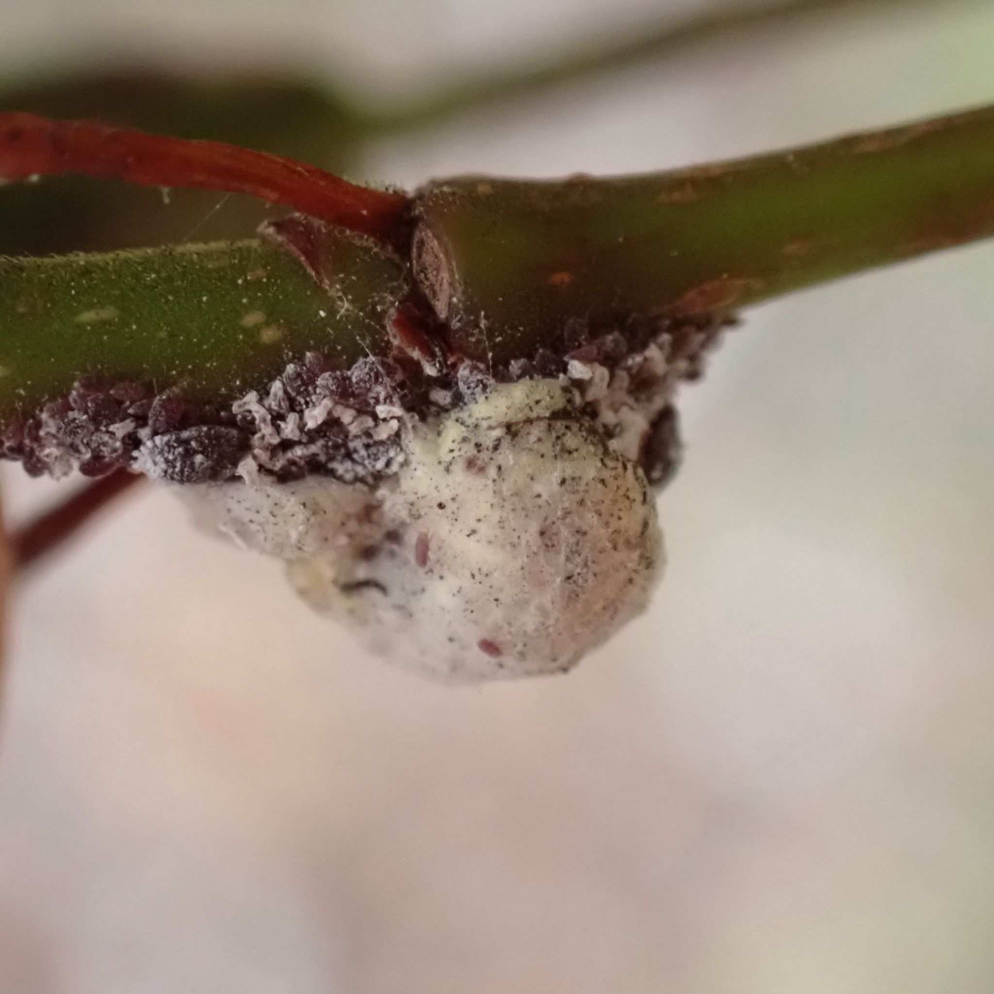 Nipaecoccus viridis