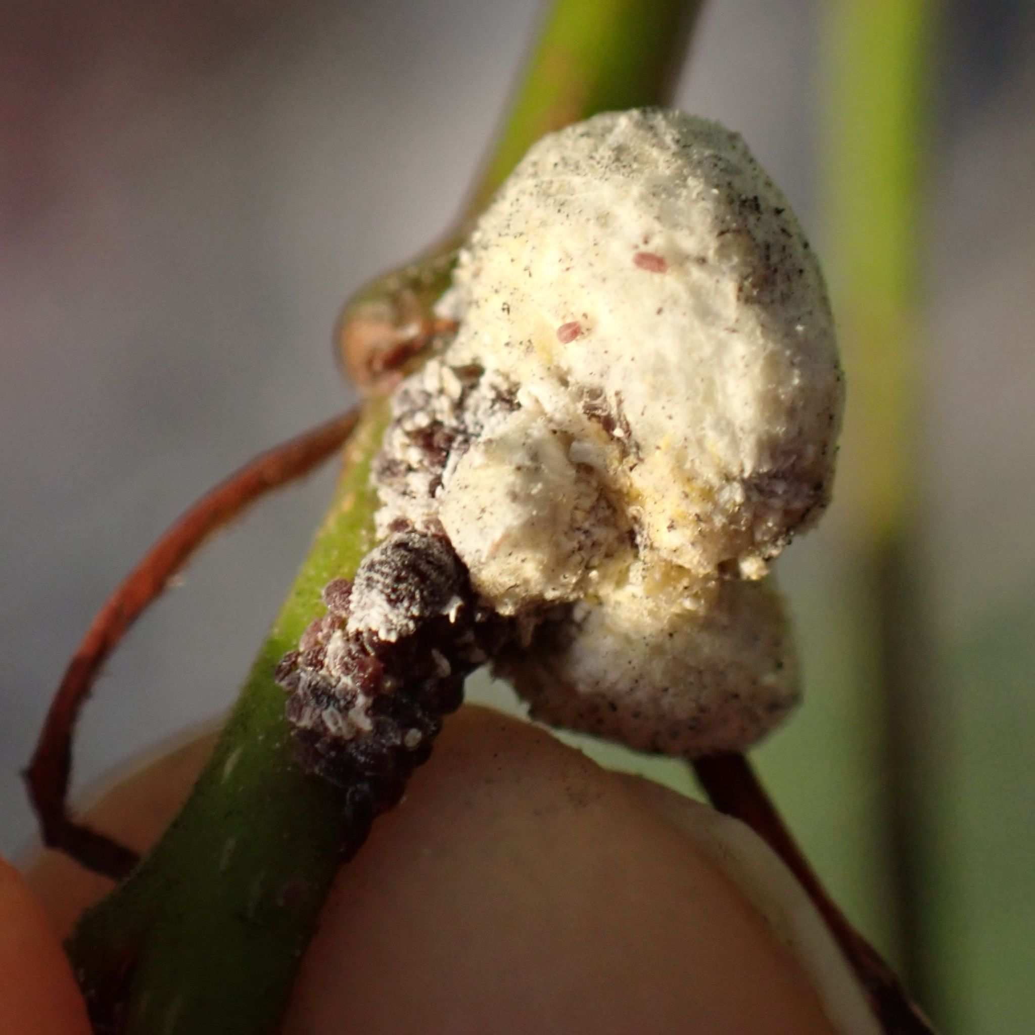 Nipaecoccus viridis