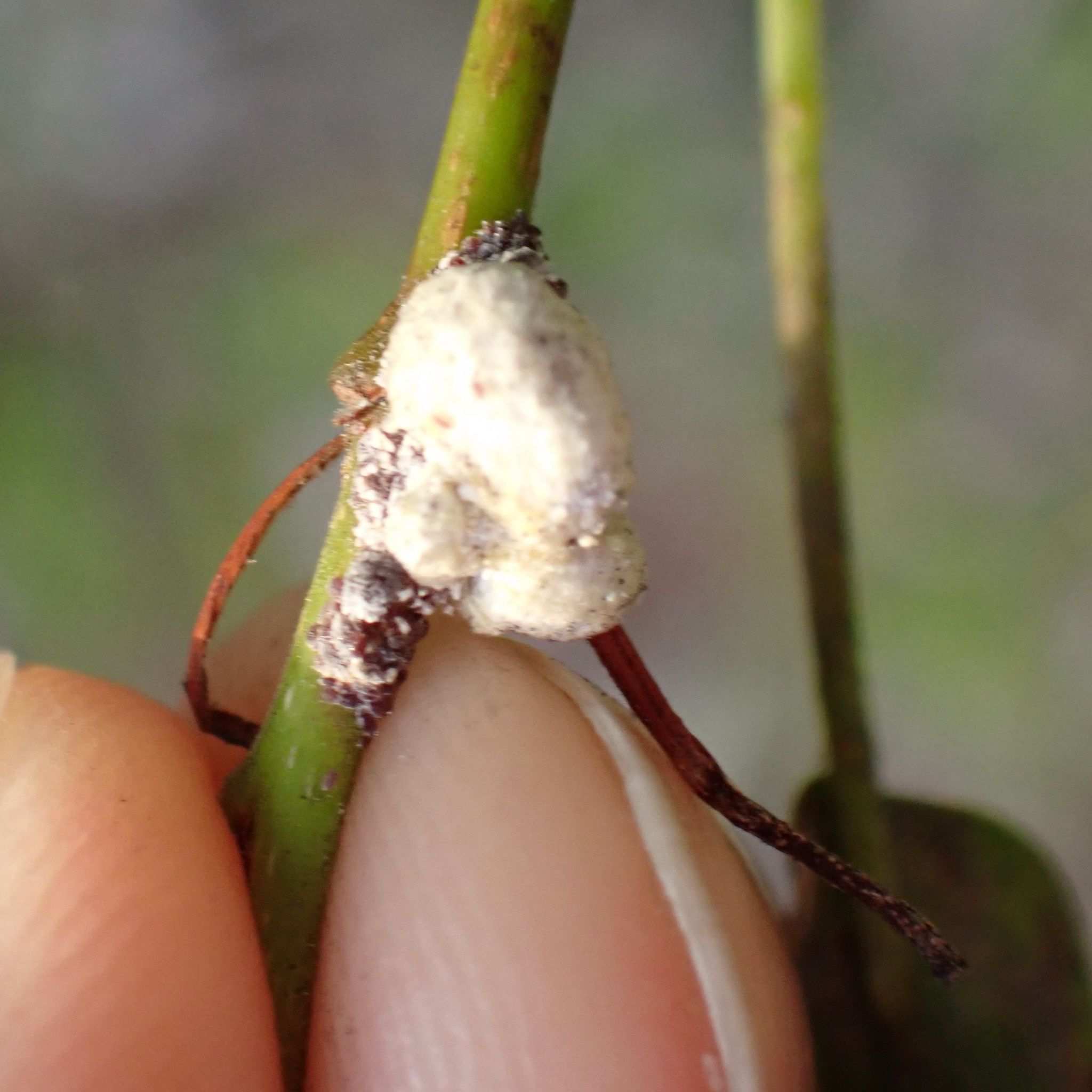 Nipaecoccus viridis