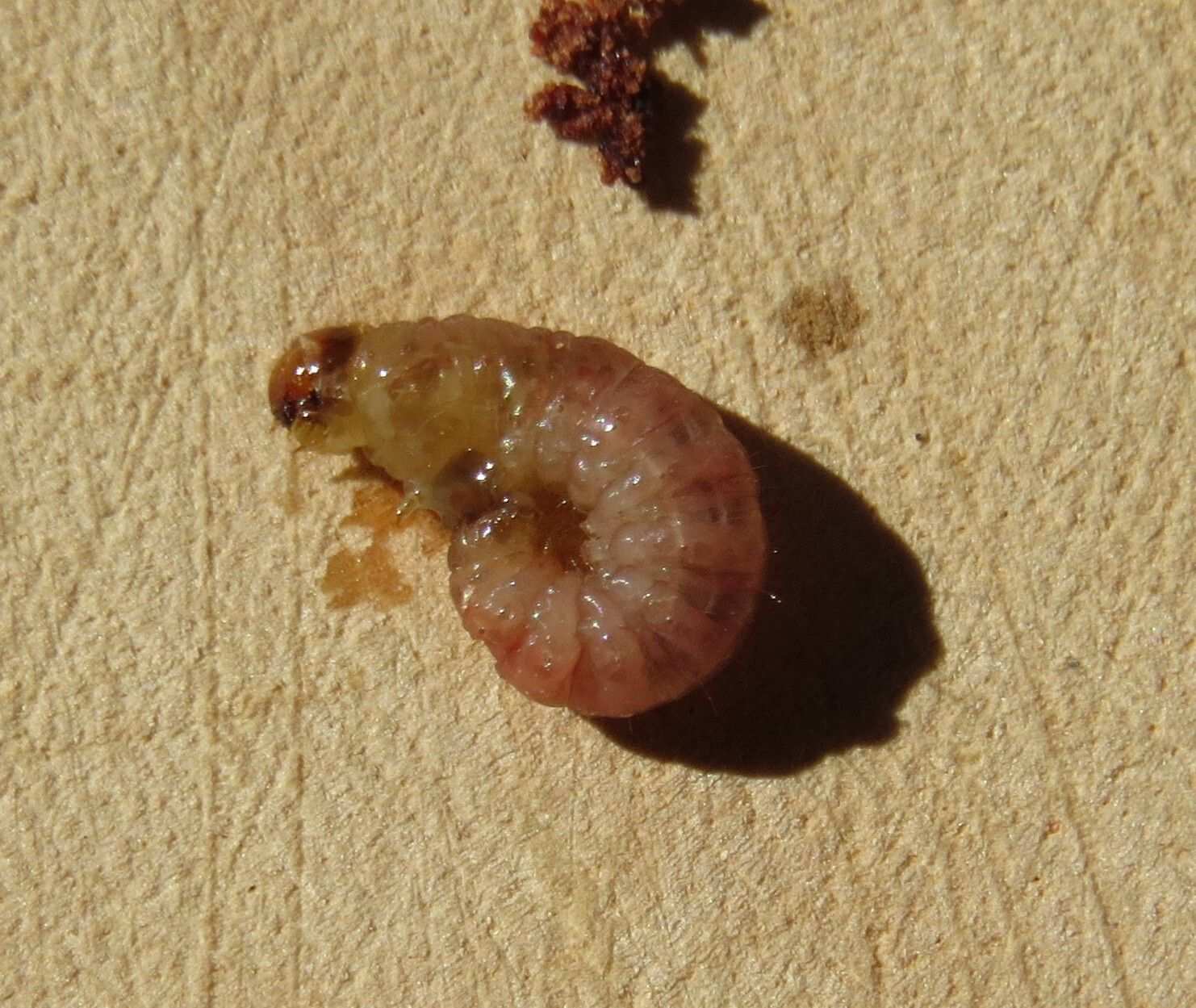 Thaumatotibia batrachopa