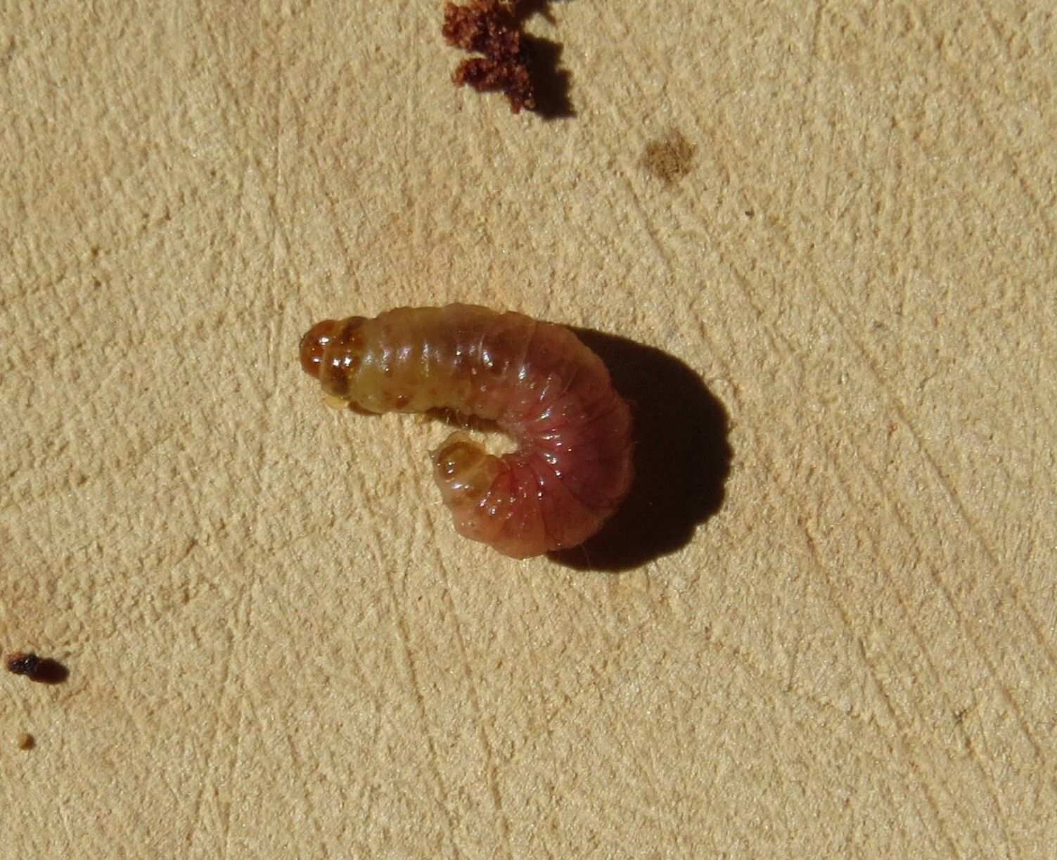 Thaumatotibia batrachopa