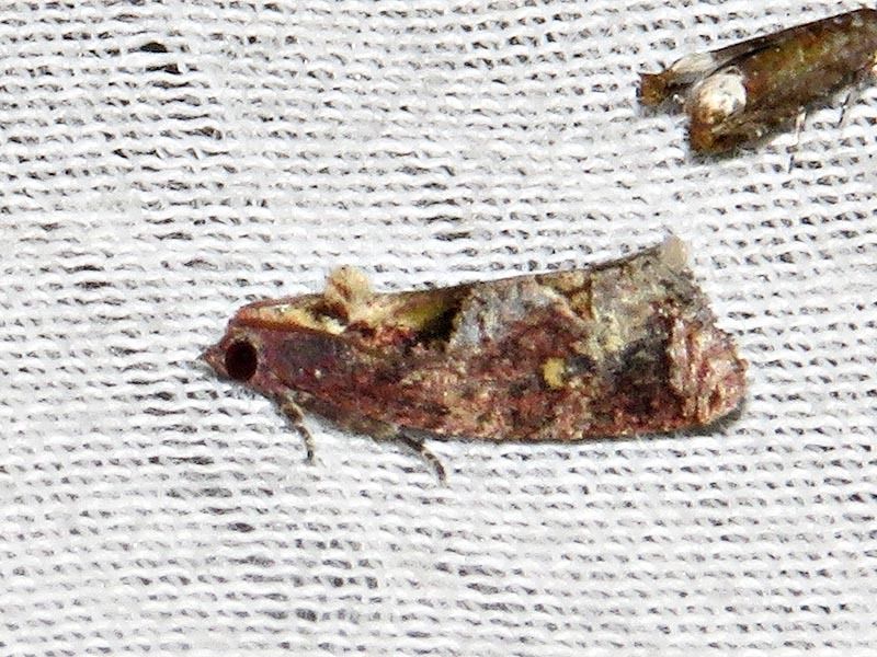 Thaumatotibia batrachopa