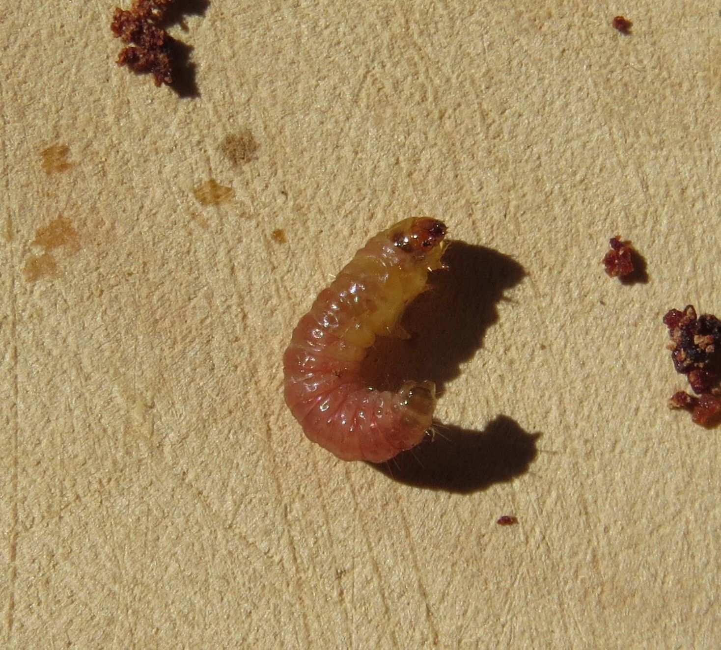 Thaumatotibia batrachopa