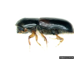 Gnathotrichus materiarius