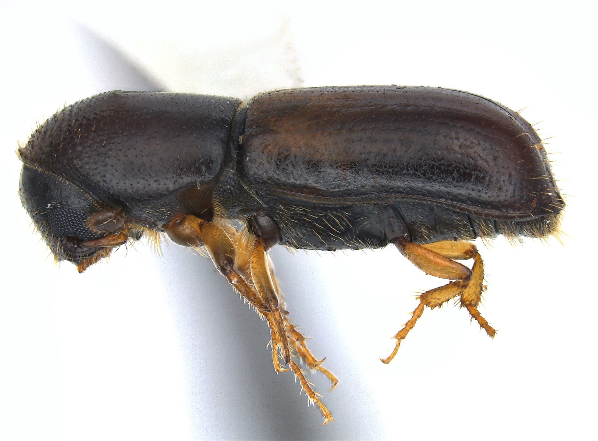 Gnathotrichus materiarius