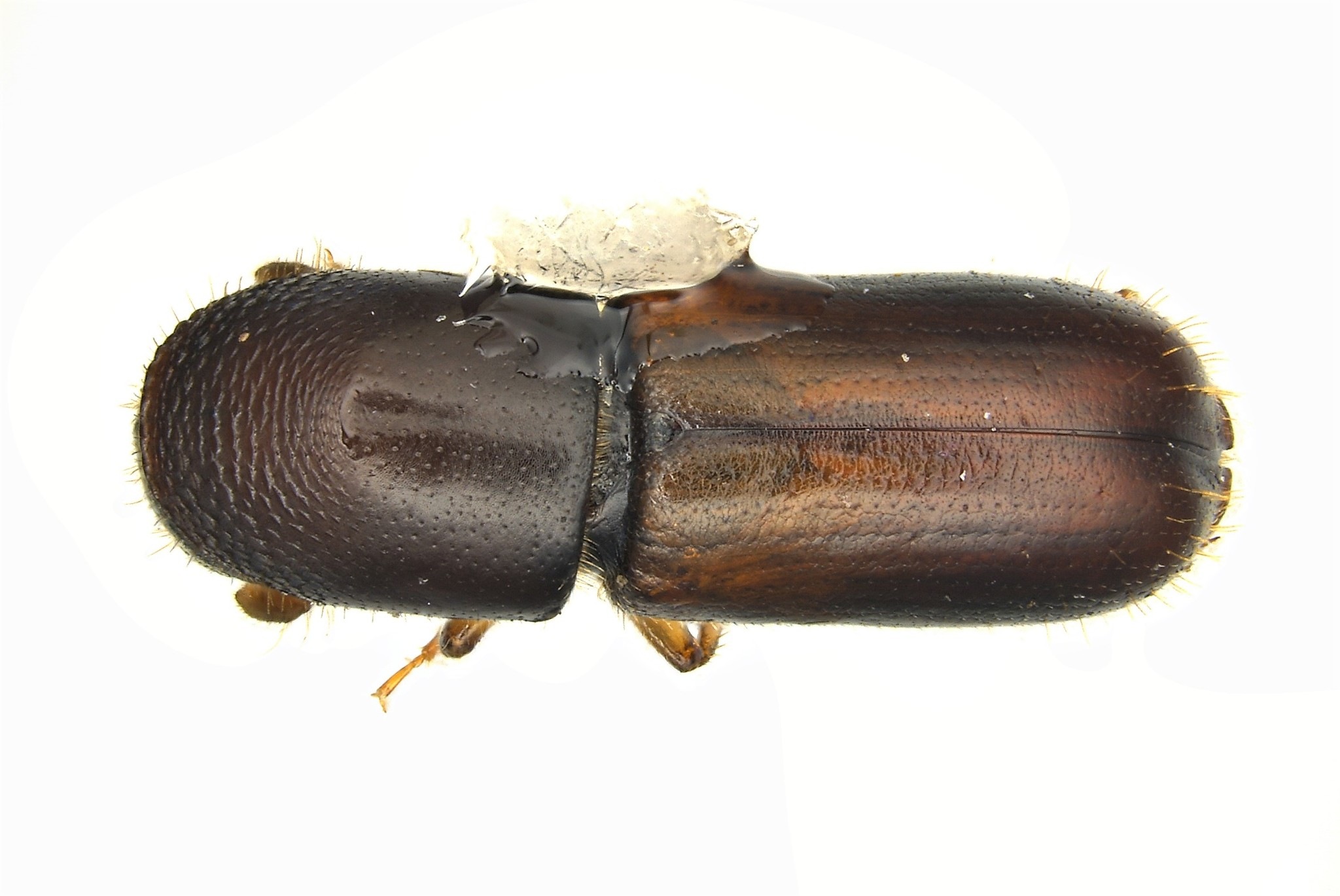 Gnathotrichus materiarius