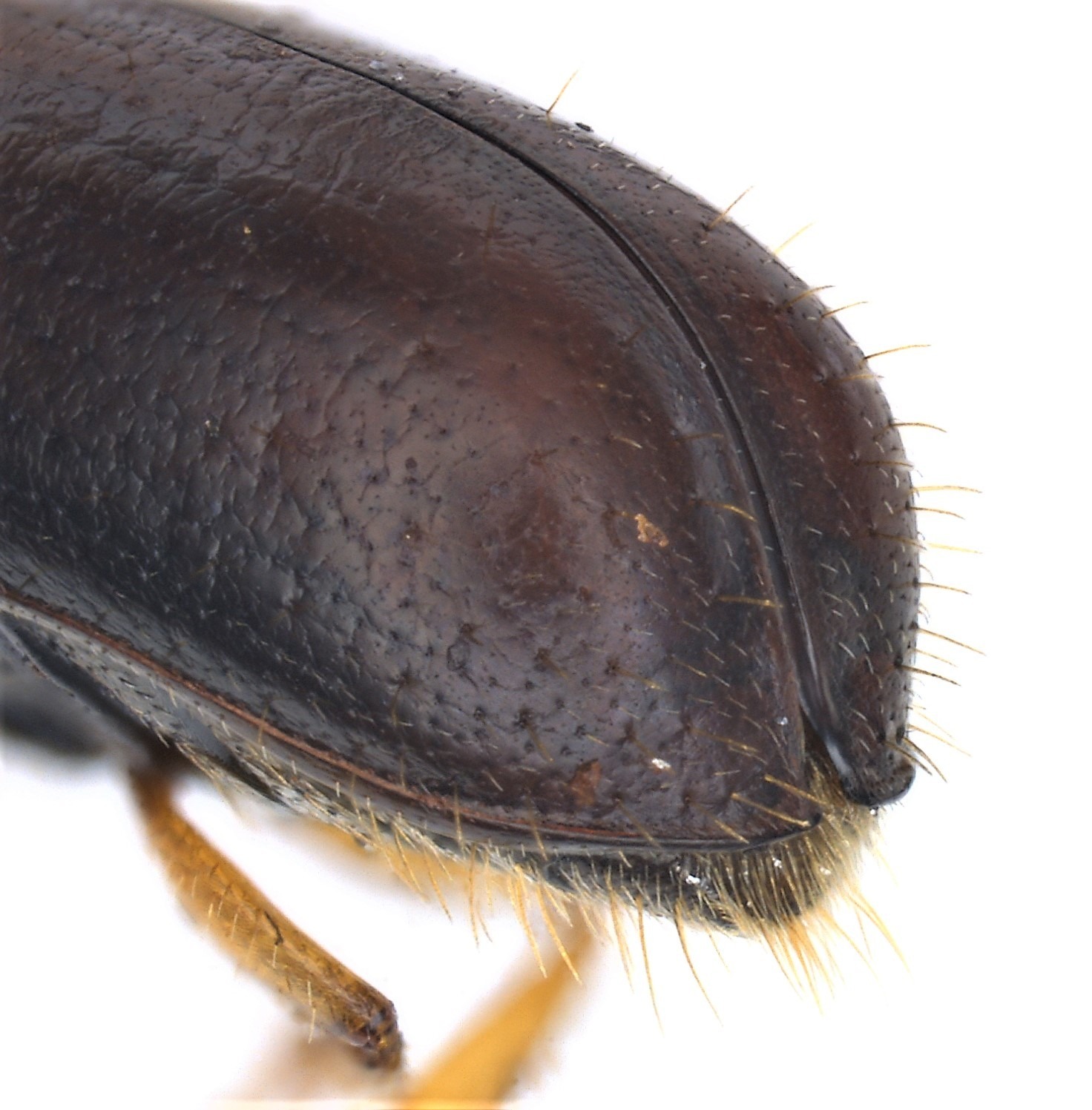 Gnathotrichus materiarius