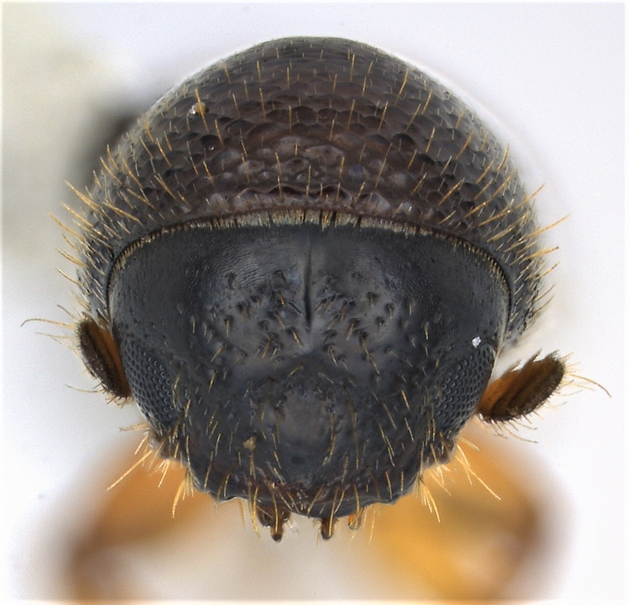 Gnathotrichus materiarius