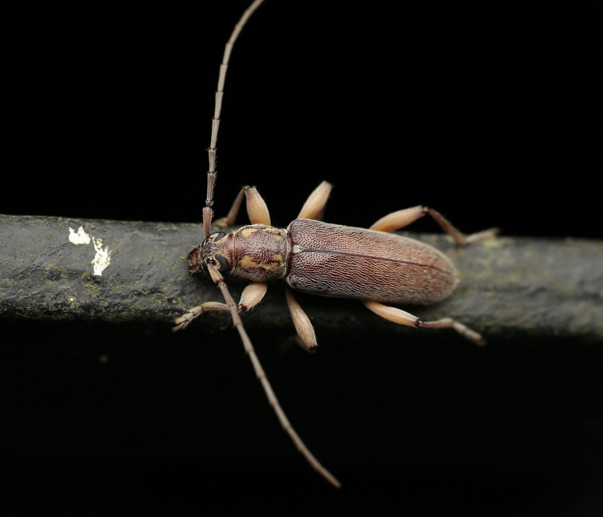 Ceresium