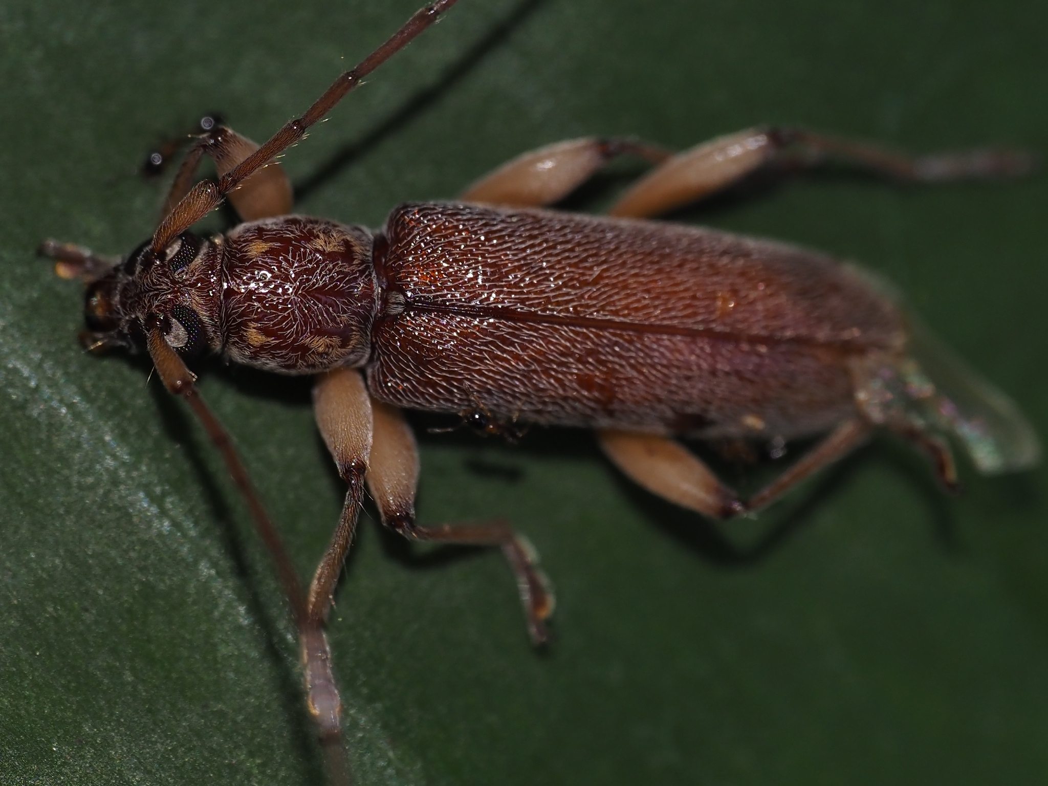 Ceresium