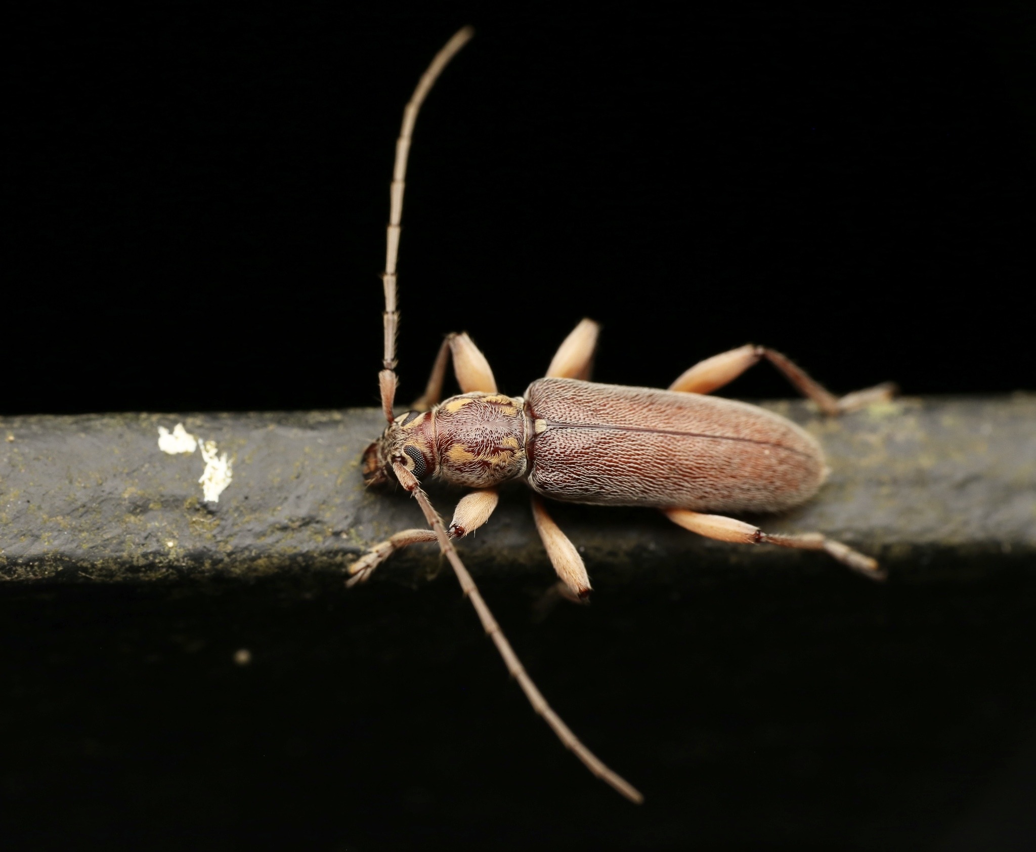 Ceresium