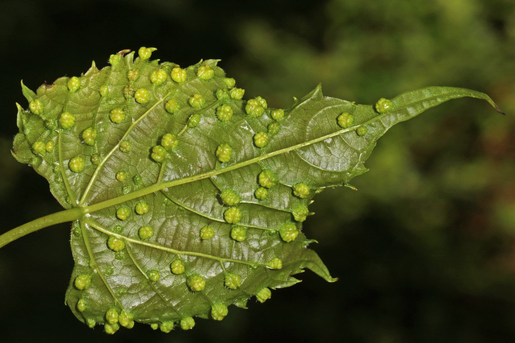 Daktulosphaira vitifoliae