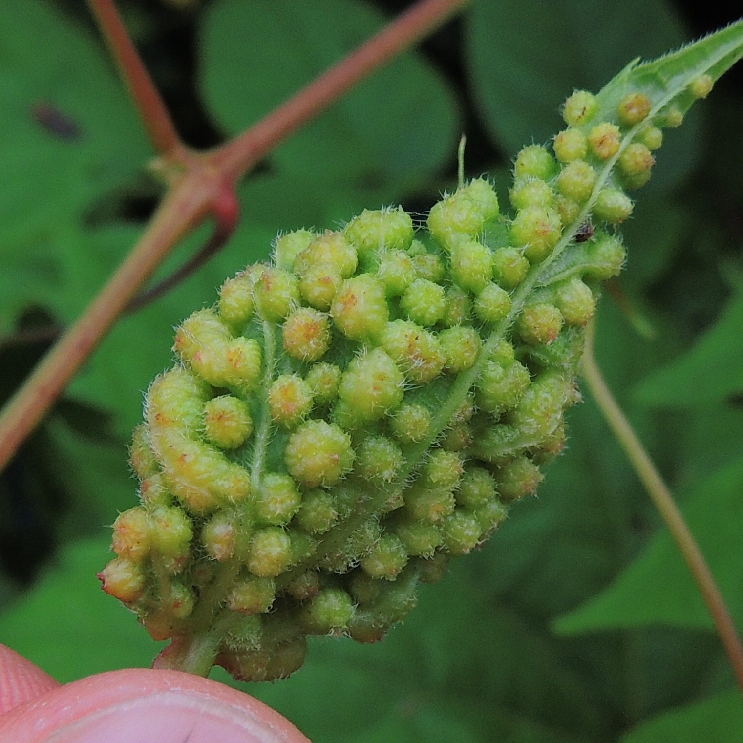 Daktulosphaira vitifoliae