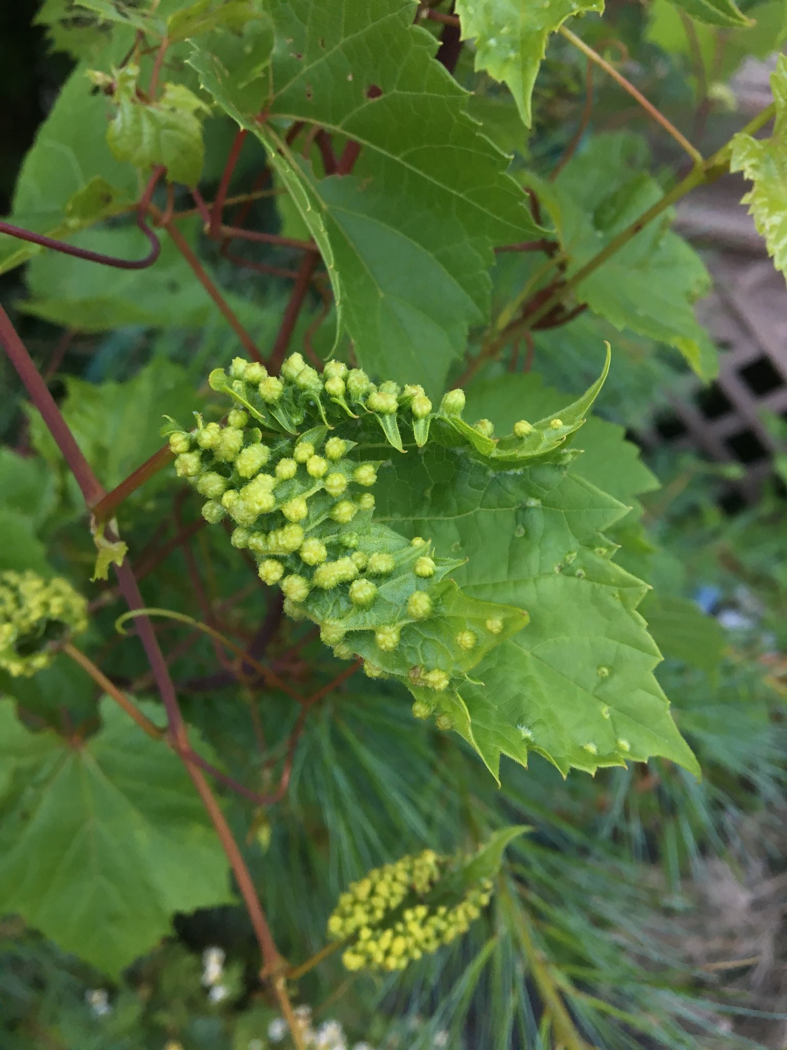 Daktulosphaira vitifoliae