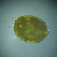 Daktulosphaira vitifoliae