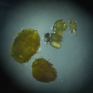 Daktulosphaira vitifoliae