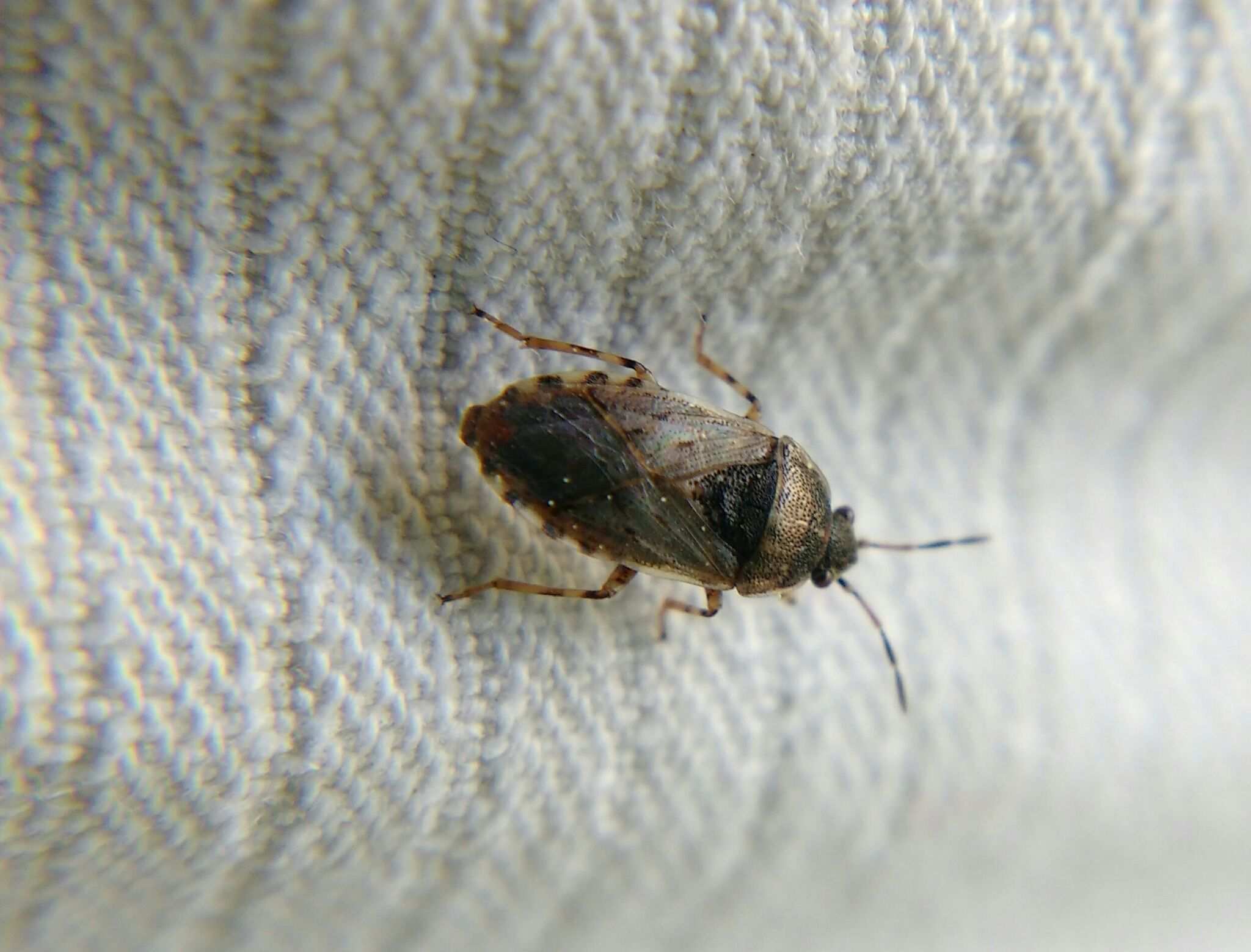 Platyplax