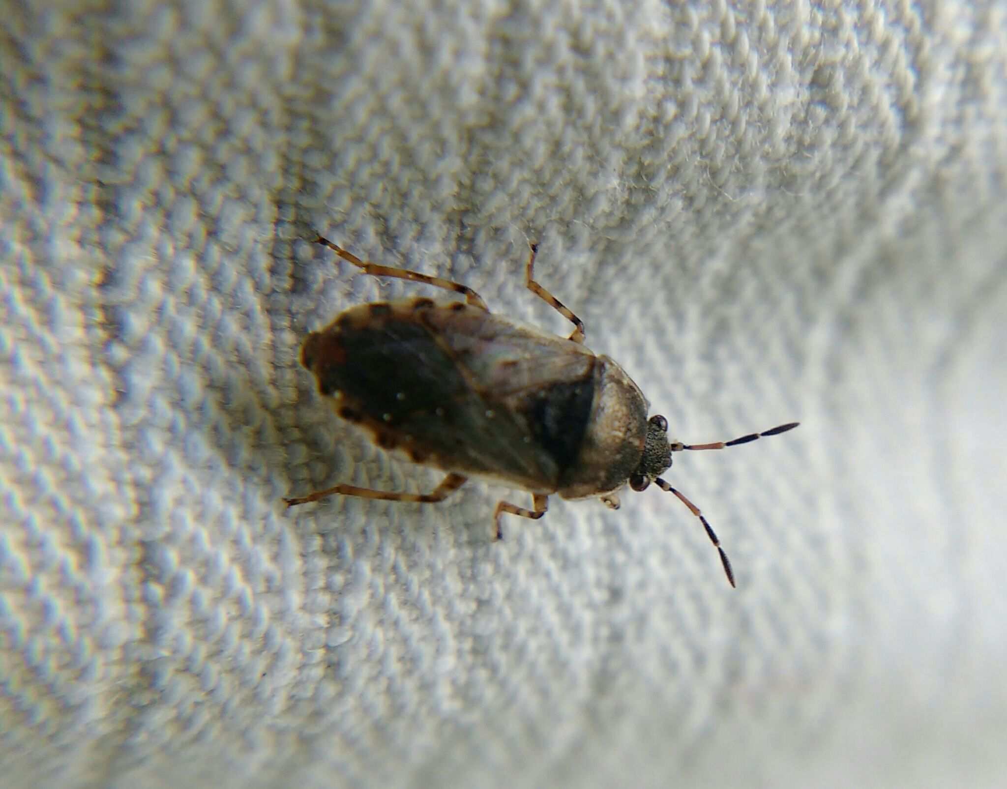Platyplax
