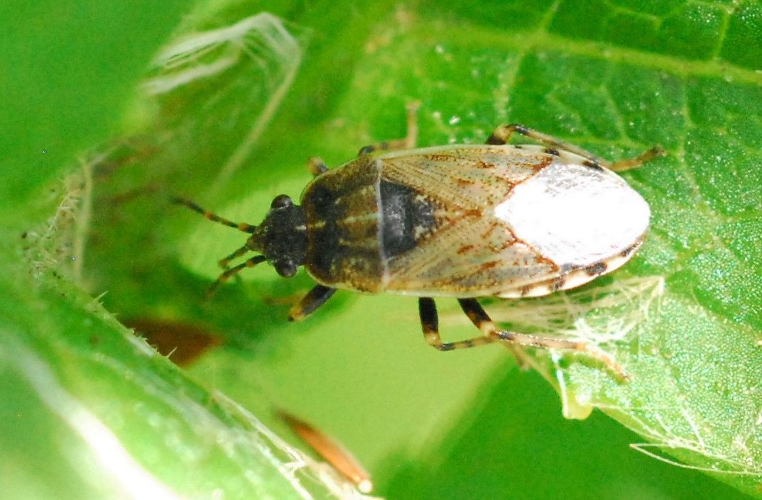 Platyplax