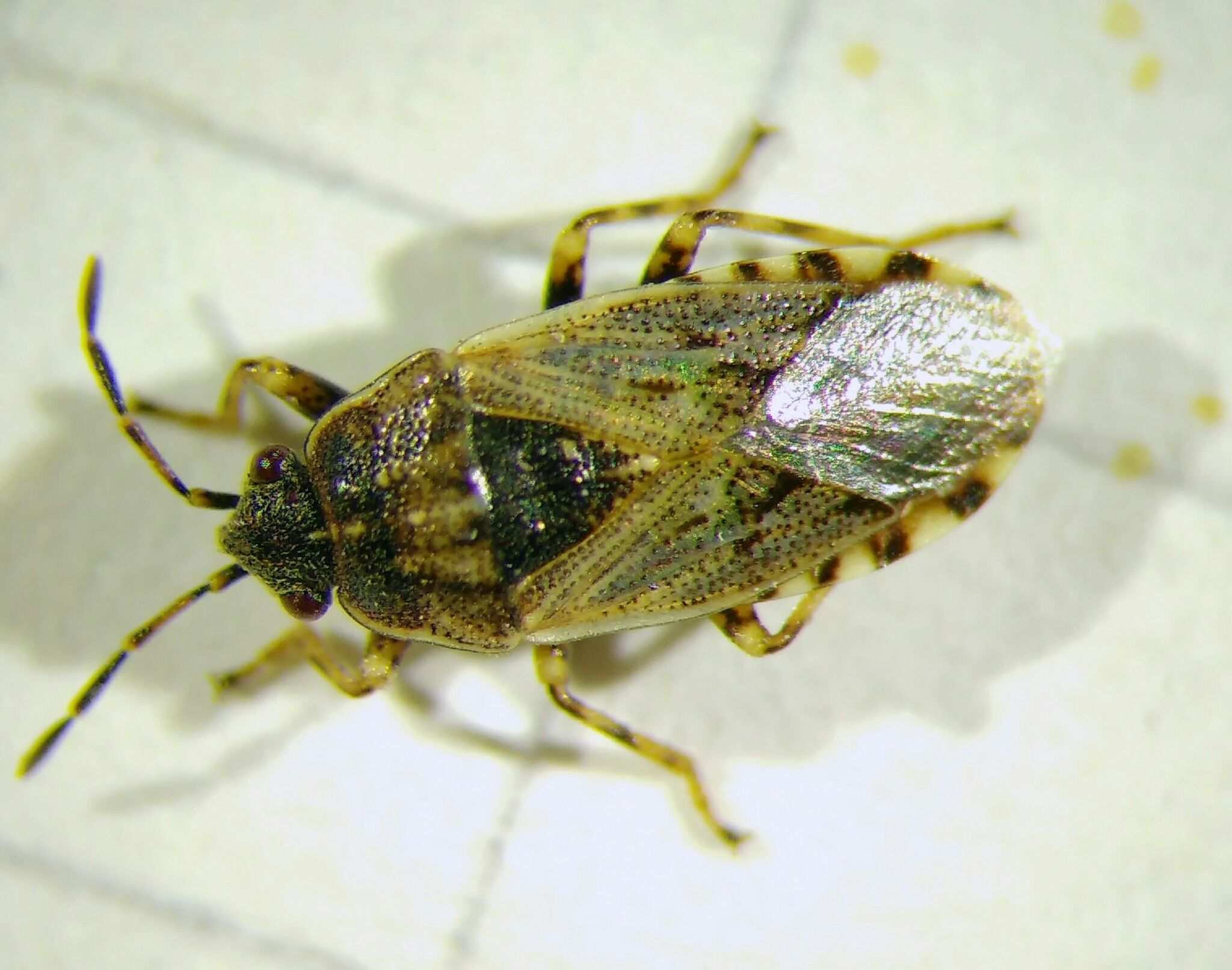 Platyplax