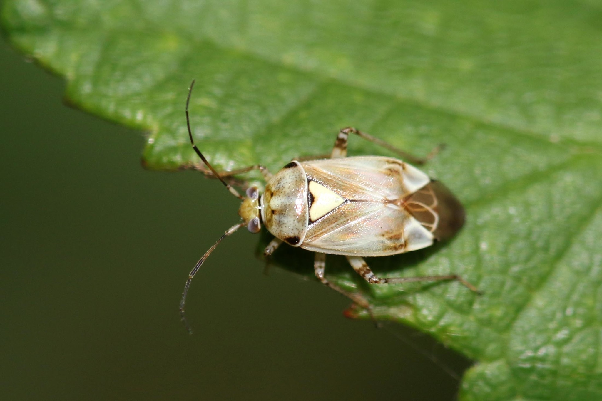 Lygus gemellatus