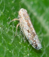 Orosius orientalis