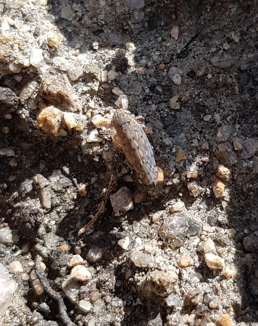 Orosius orientalis