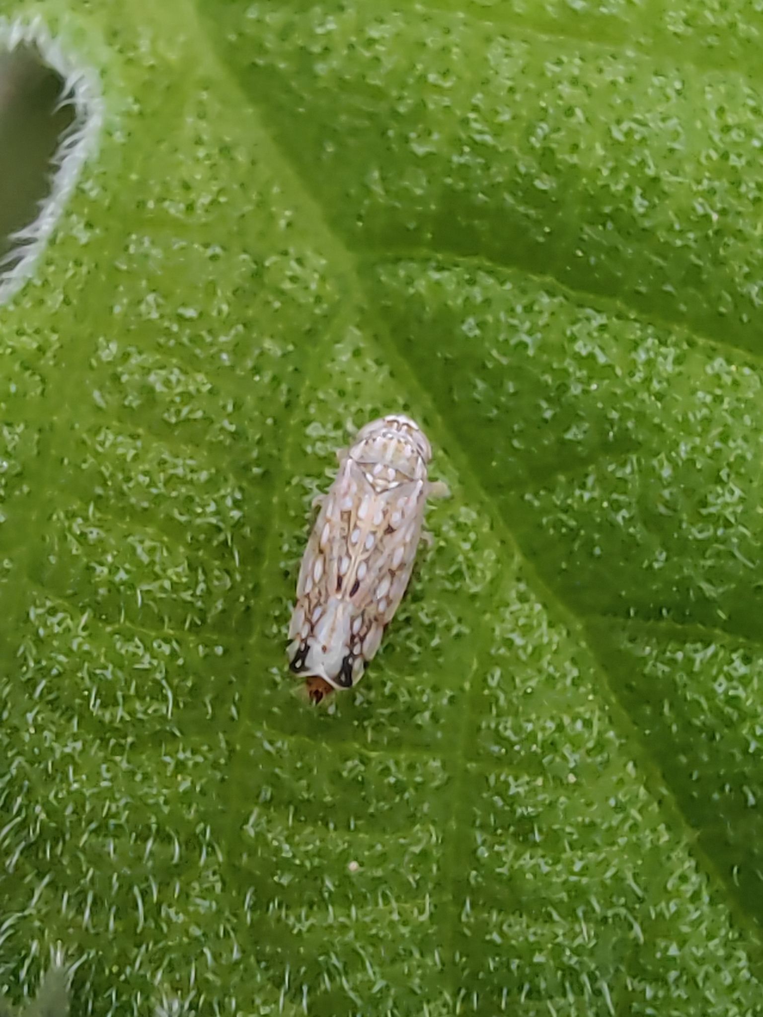 Orosius orientalis