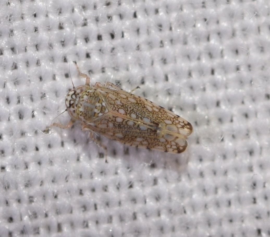 Orosius orientalis