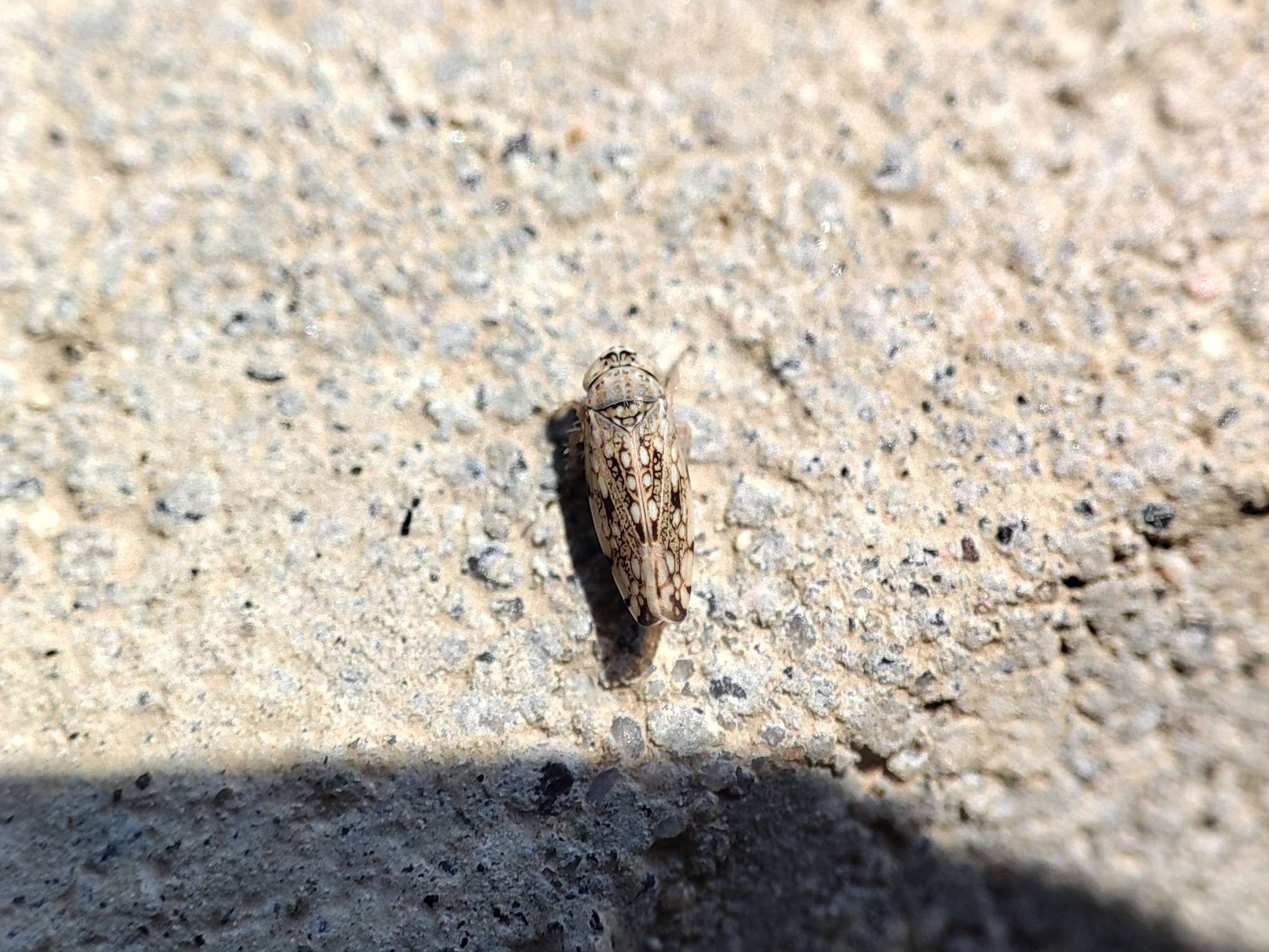 Orosius orientalis
