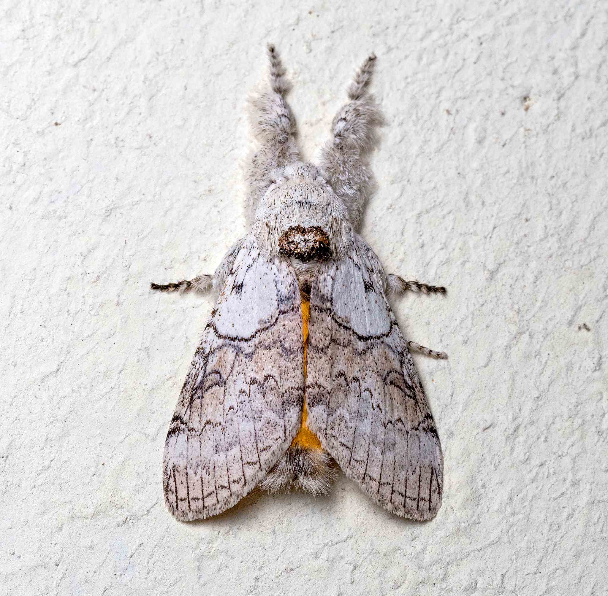 Calliteara horsfieldii