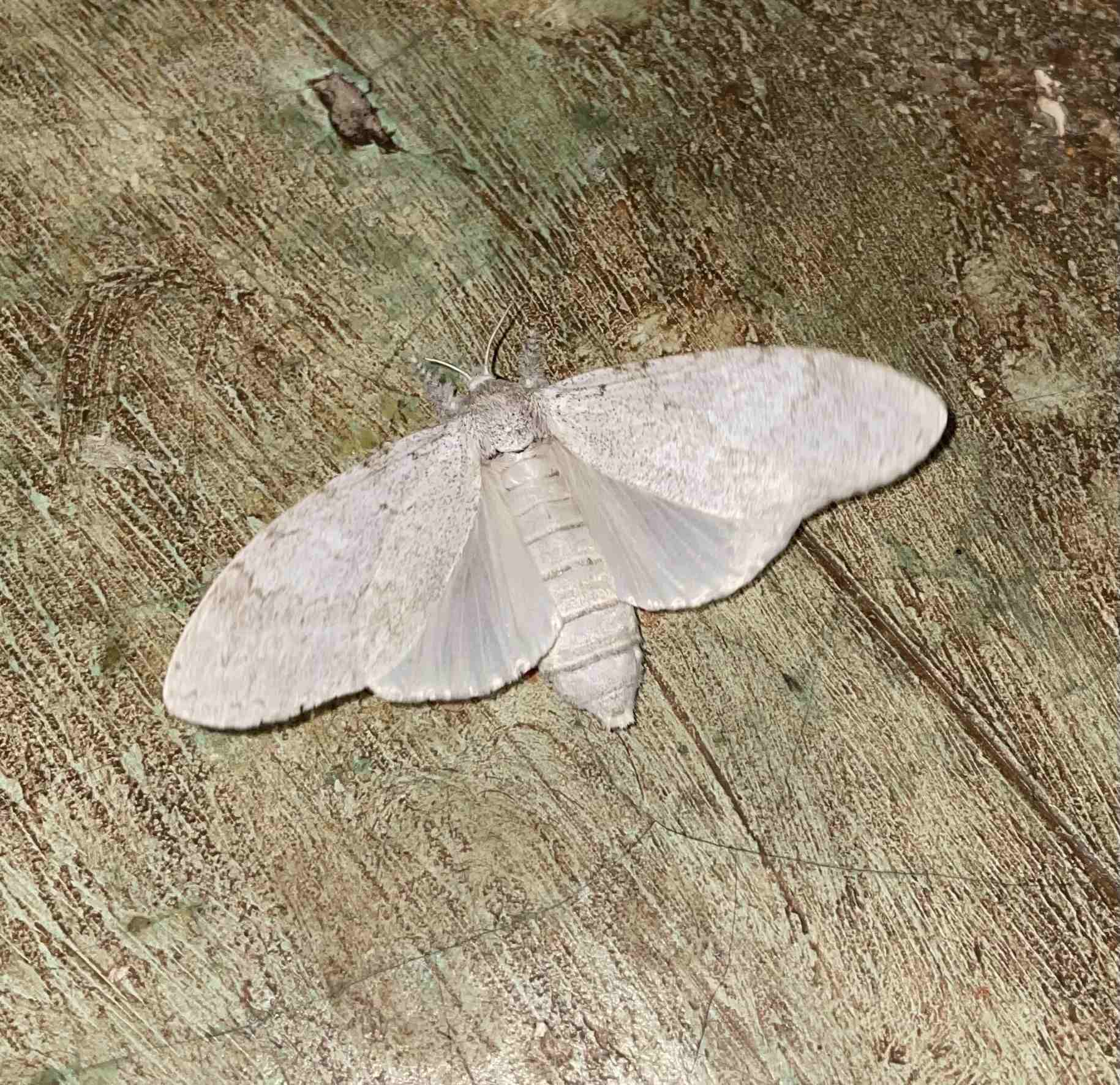 Calliteara horsfieldii