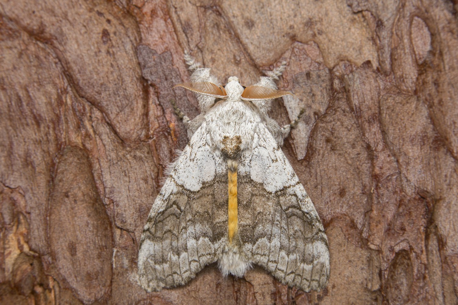 Calliteara horsfieldii