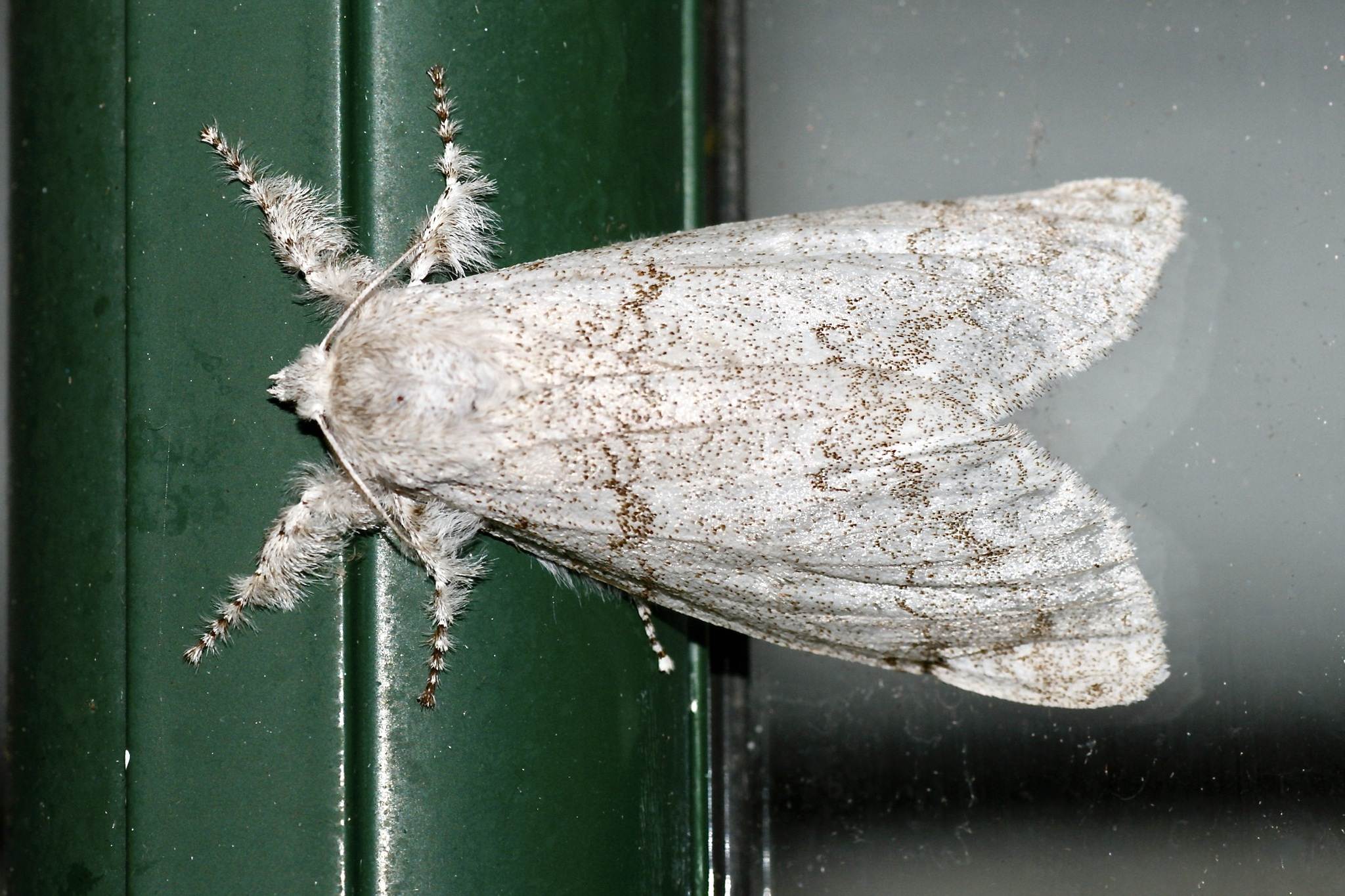 Calliteara horsfieldii