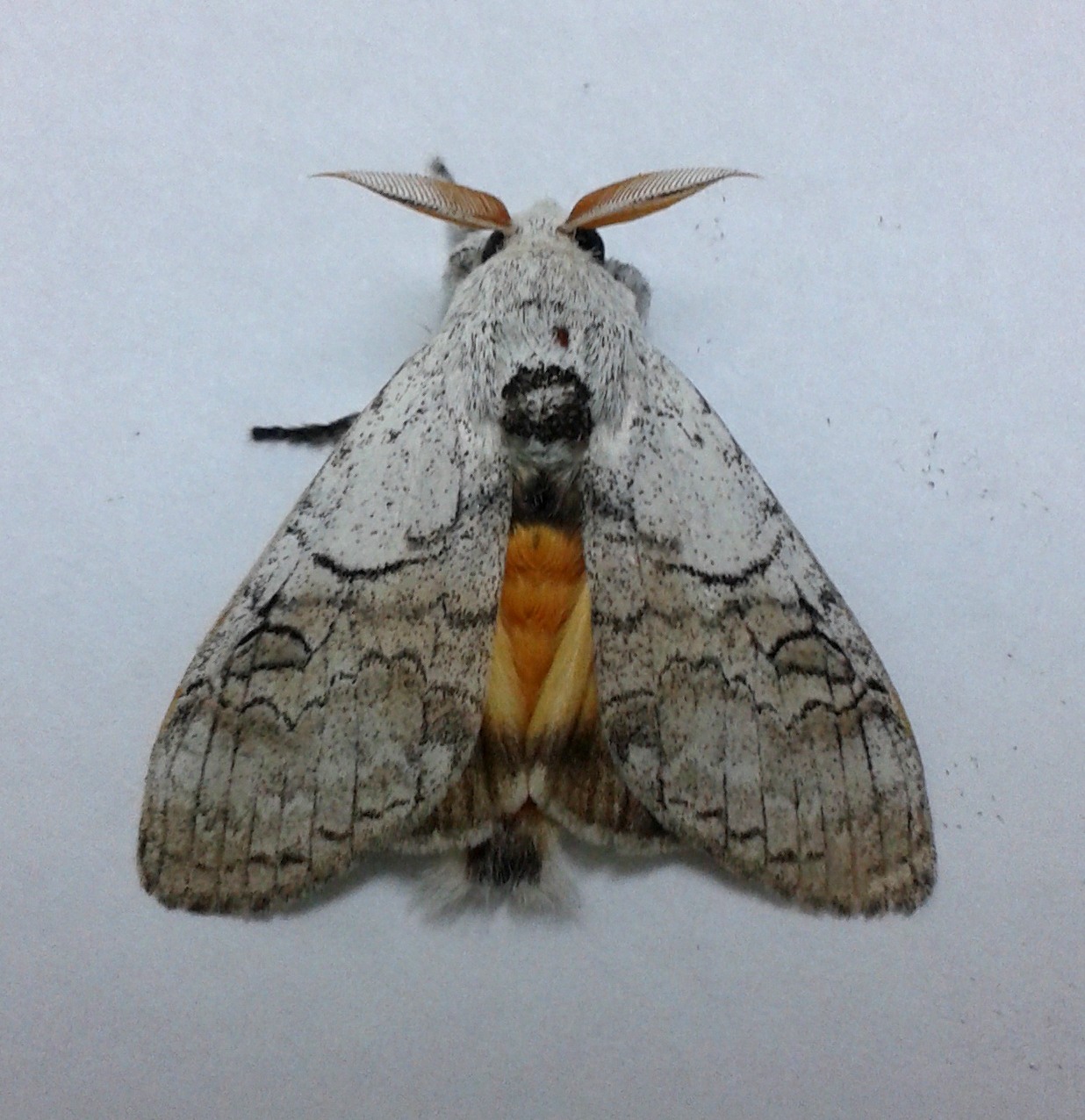 Calliteara horsfieldii