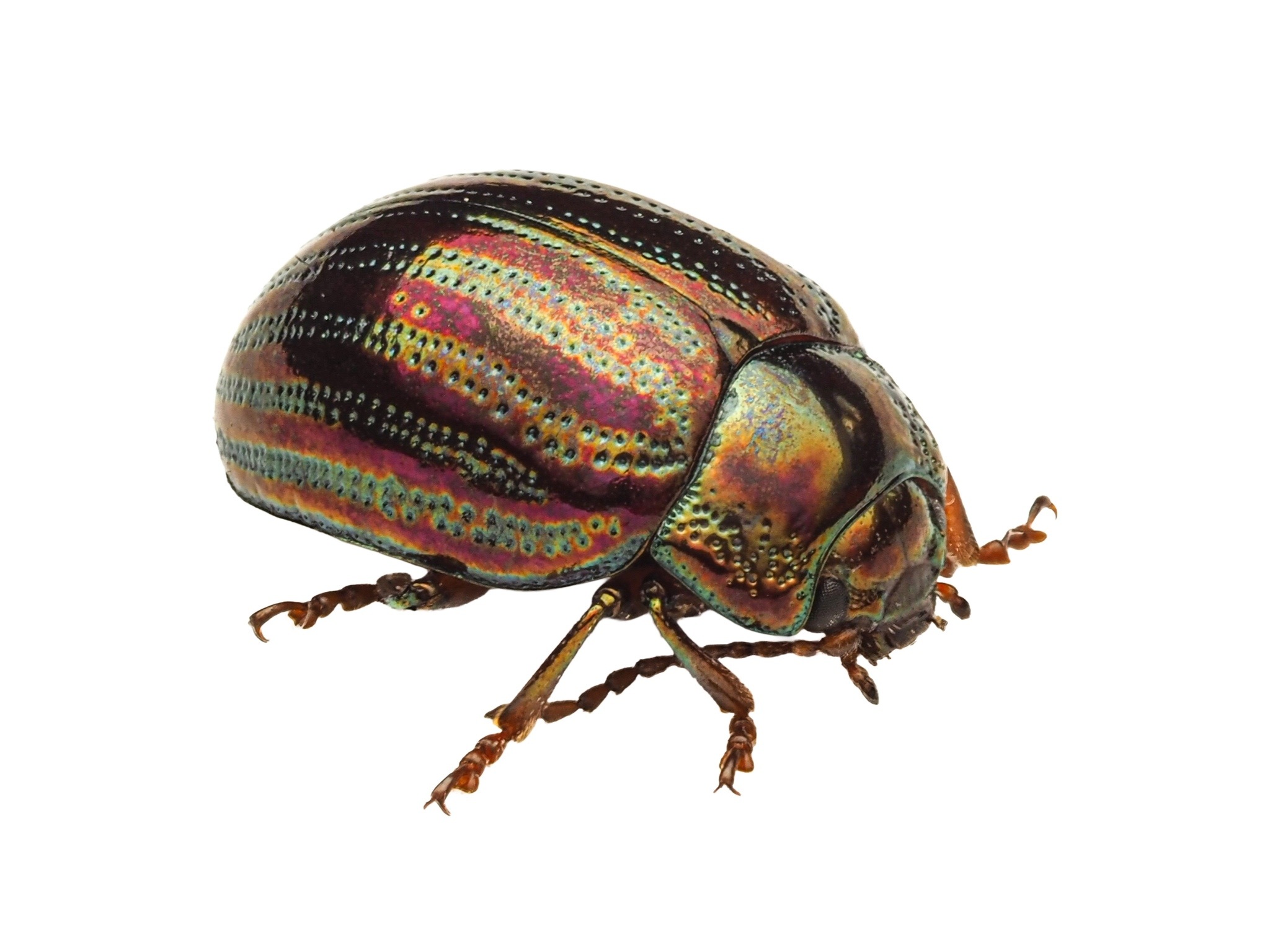 Chrysolina americana