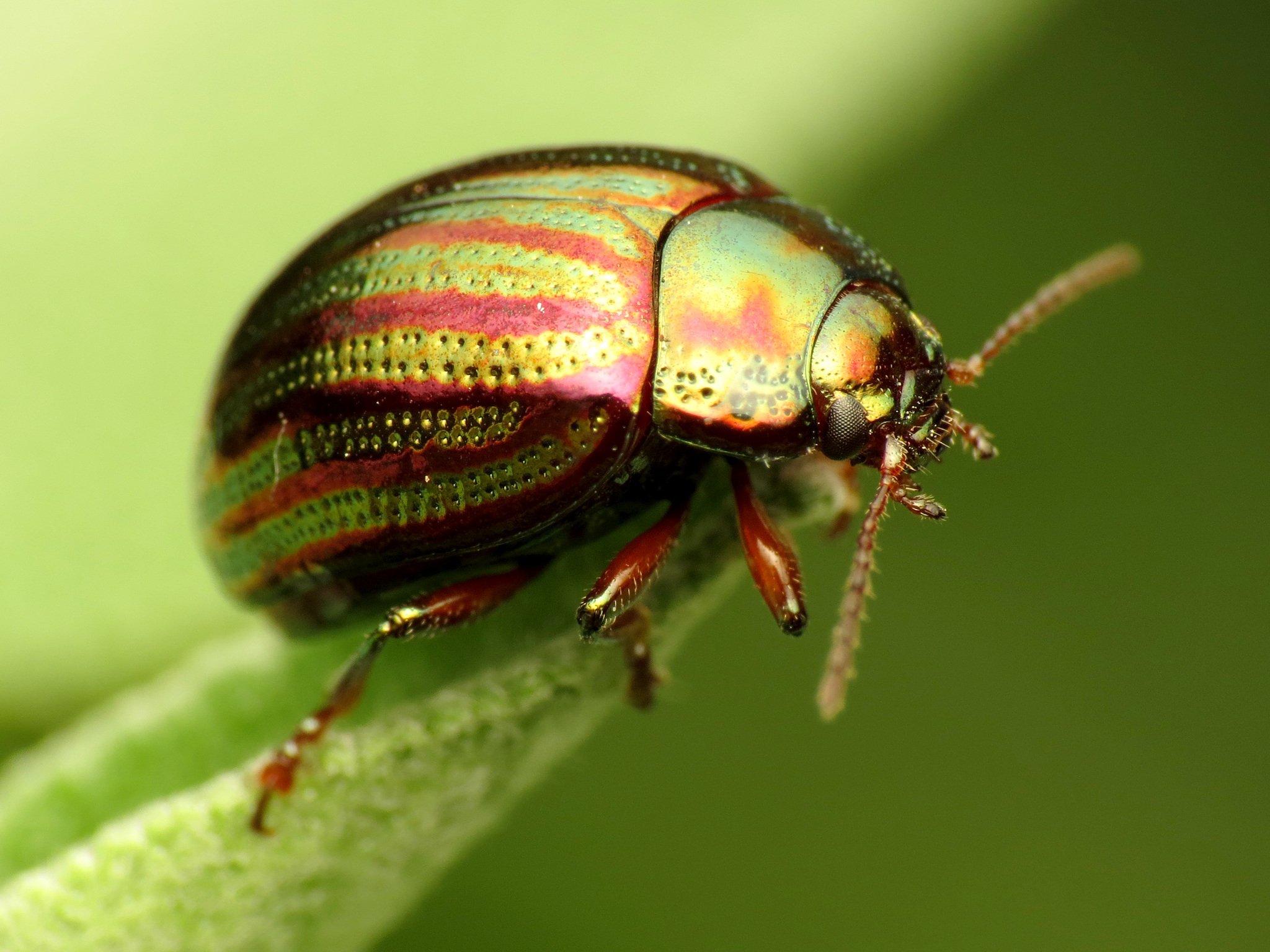 Chrysolina americana