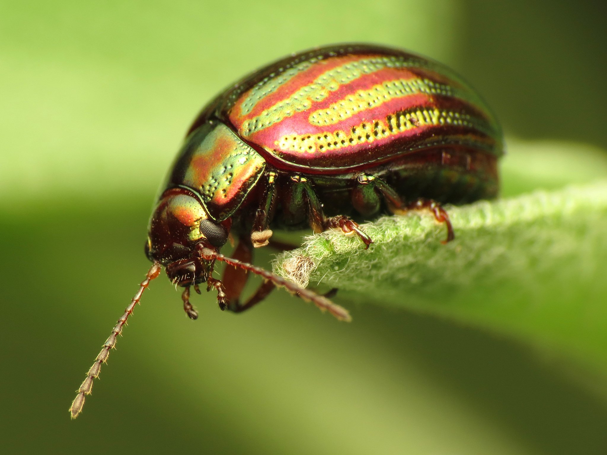 Chrysolina americana