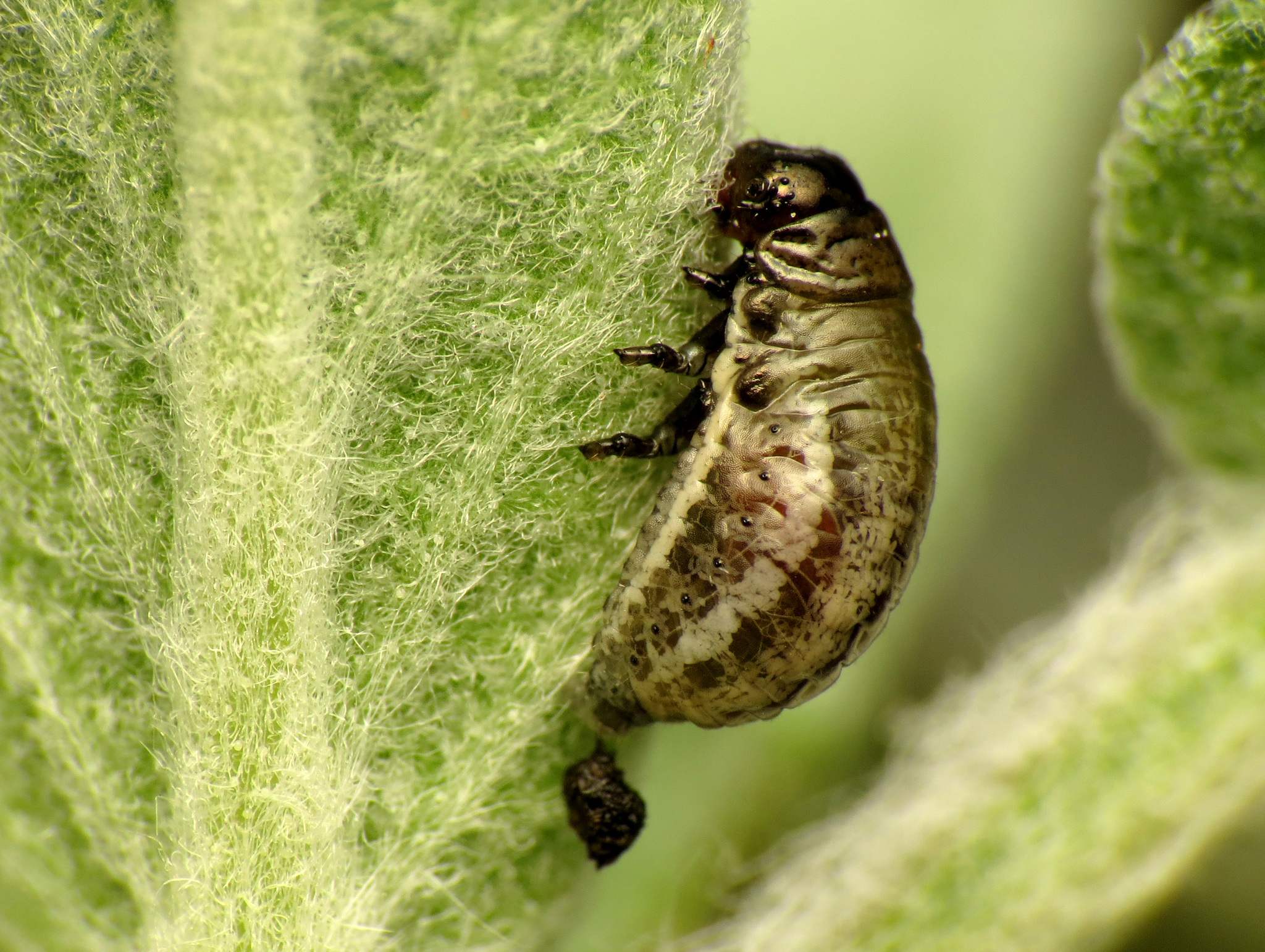 Chrysolina americana