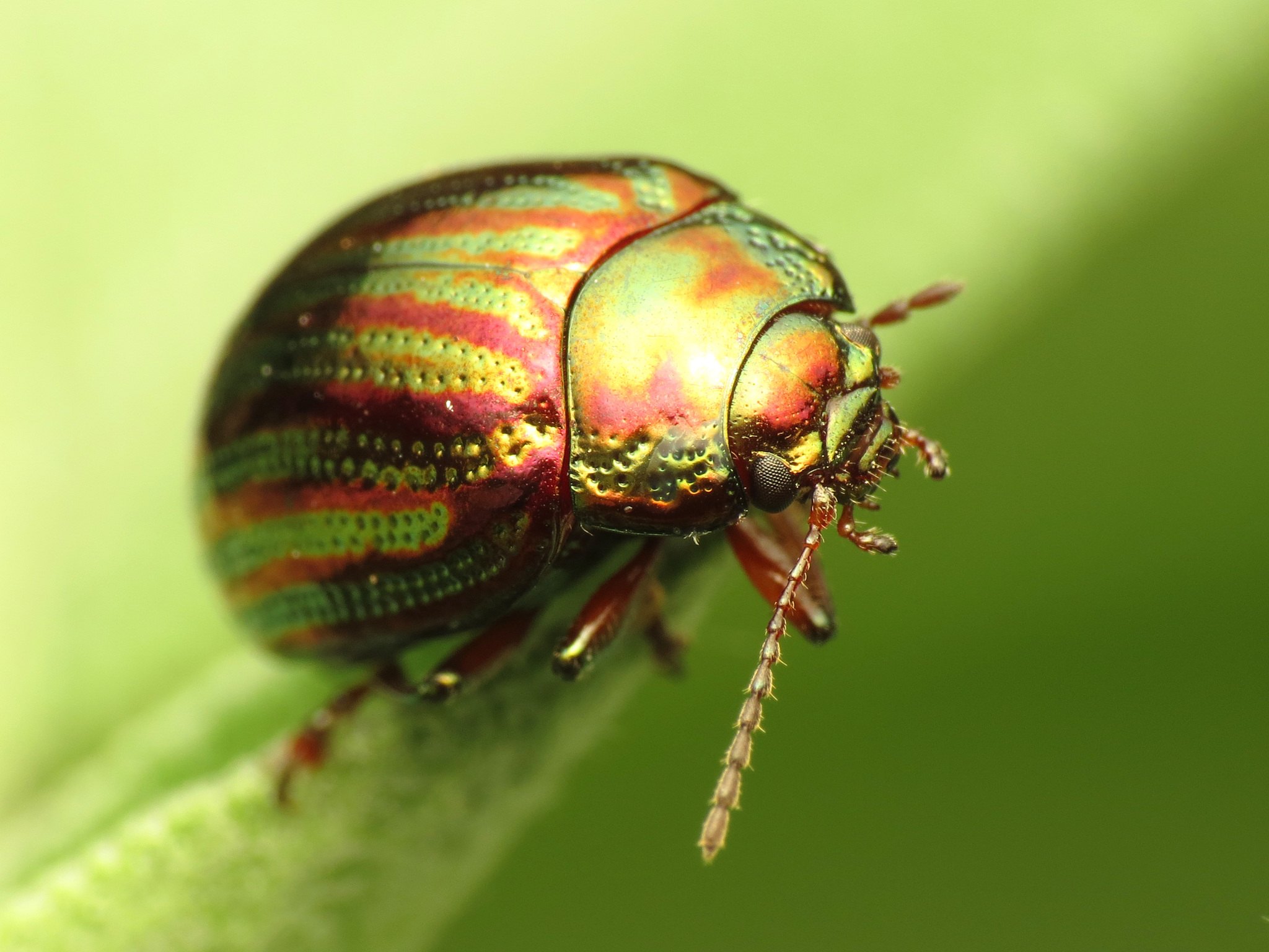 Chrysolina americana