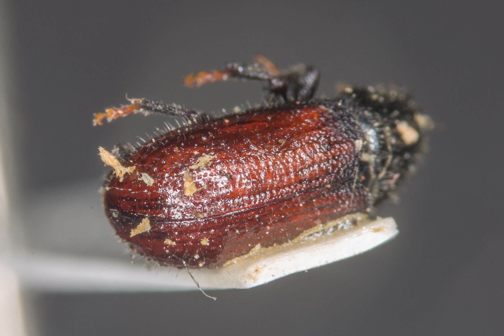 Tomicus minor
