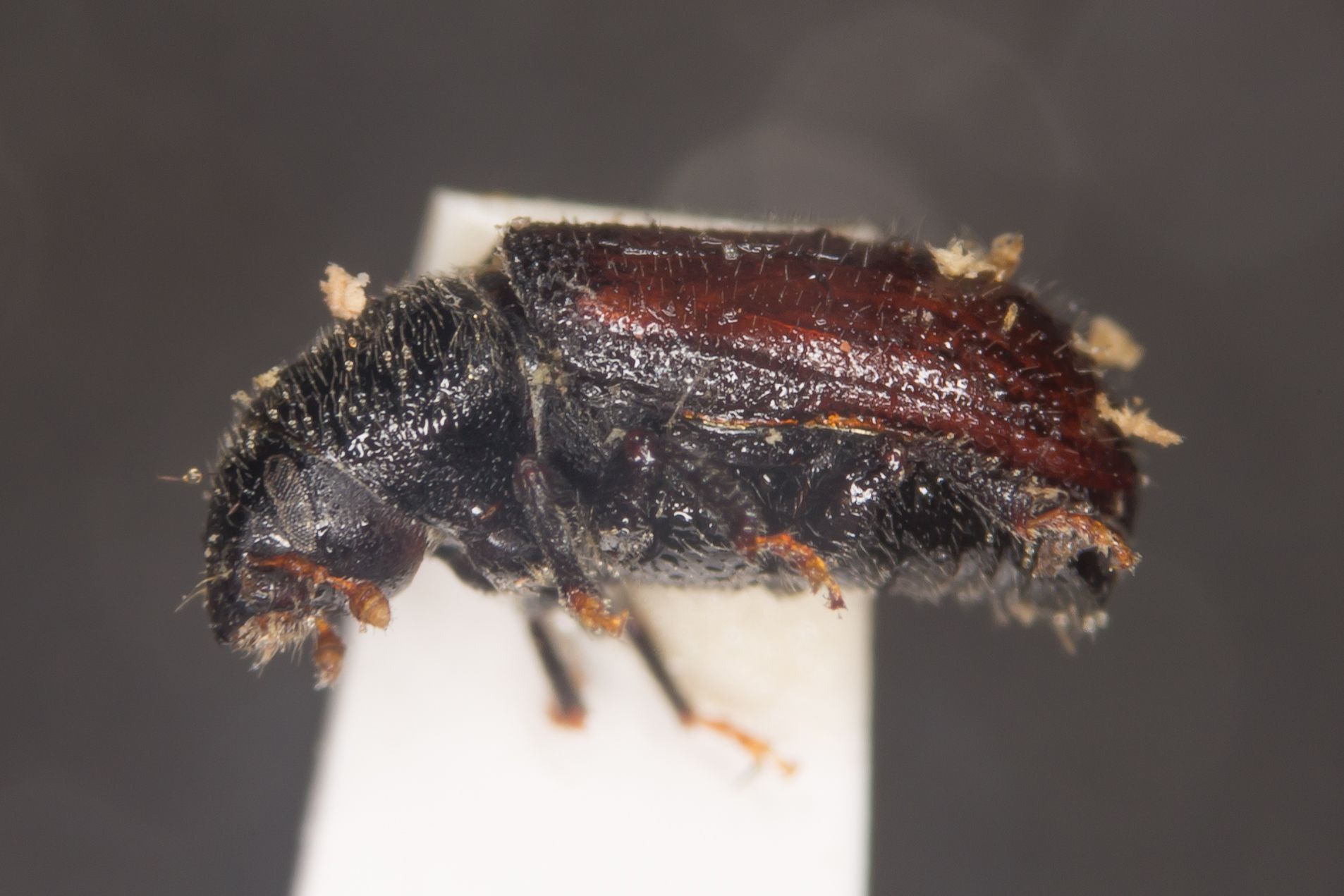 Tomicus minor