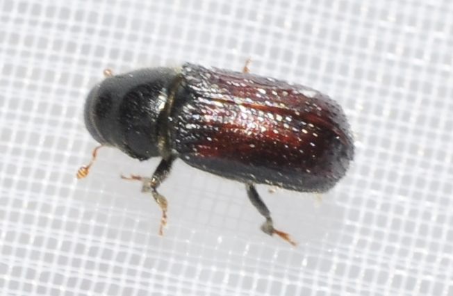 Tomicus minor